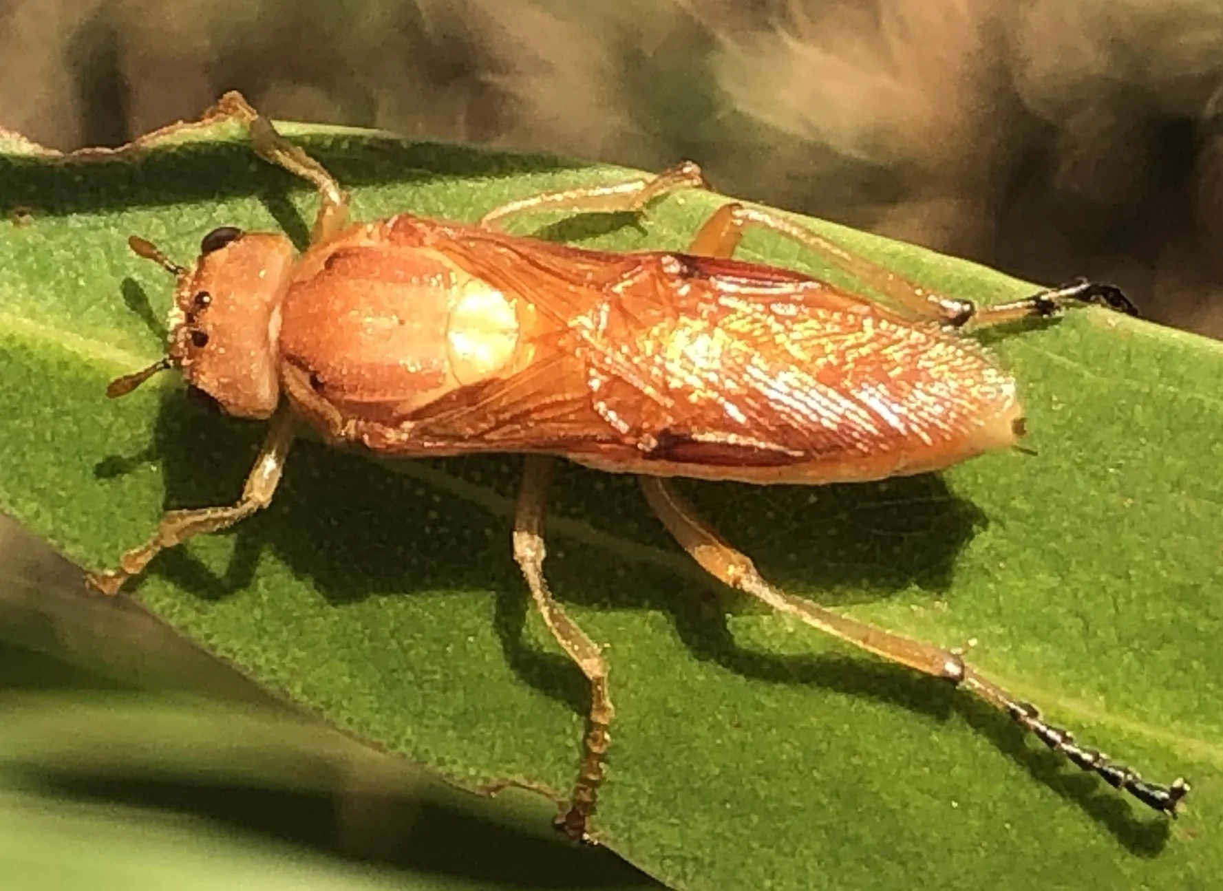   iNaturalist observation  - @jemeny 