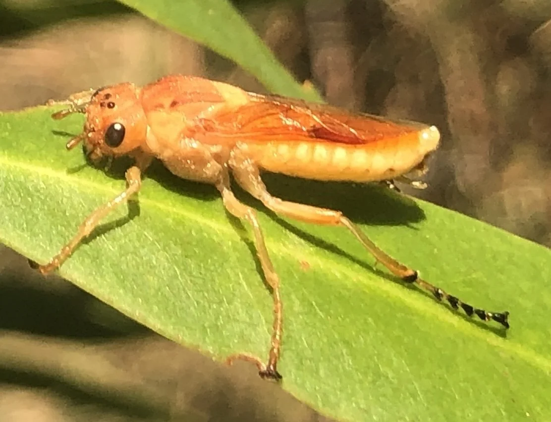   iNaturalist observation  - @jemeny 