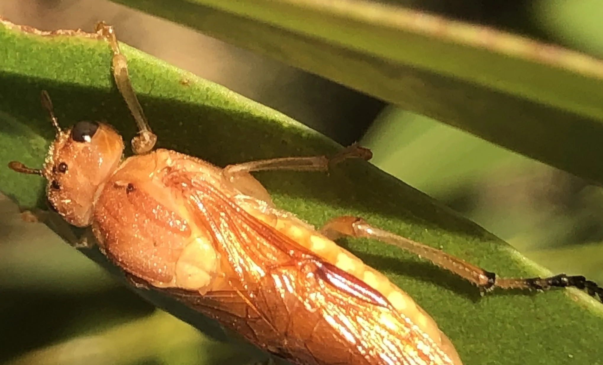   iNaturalist observation  - @jemeny 