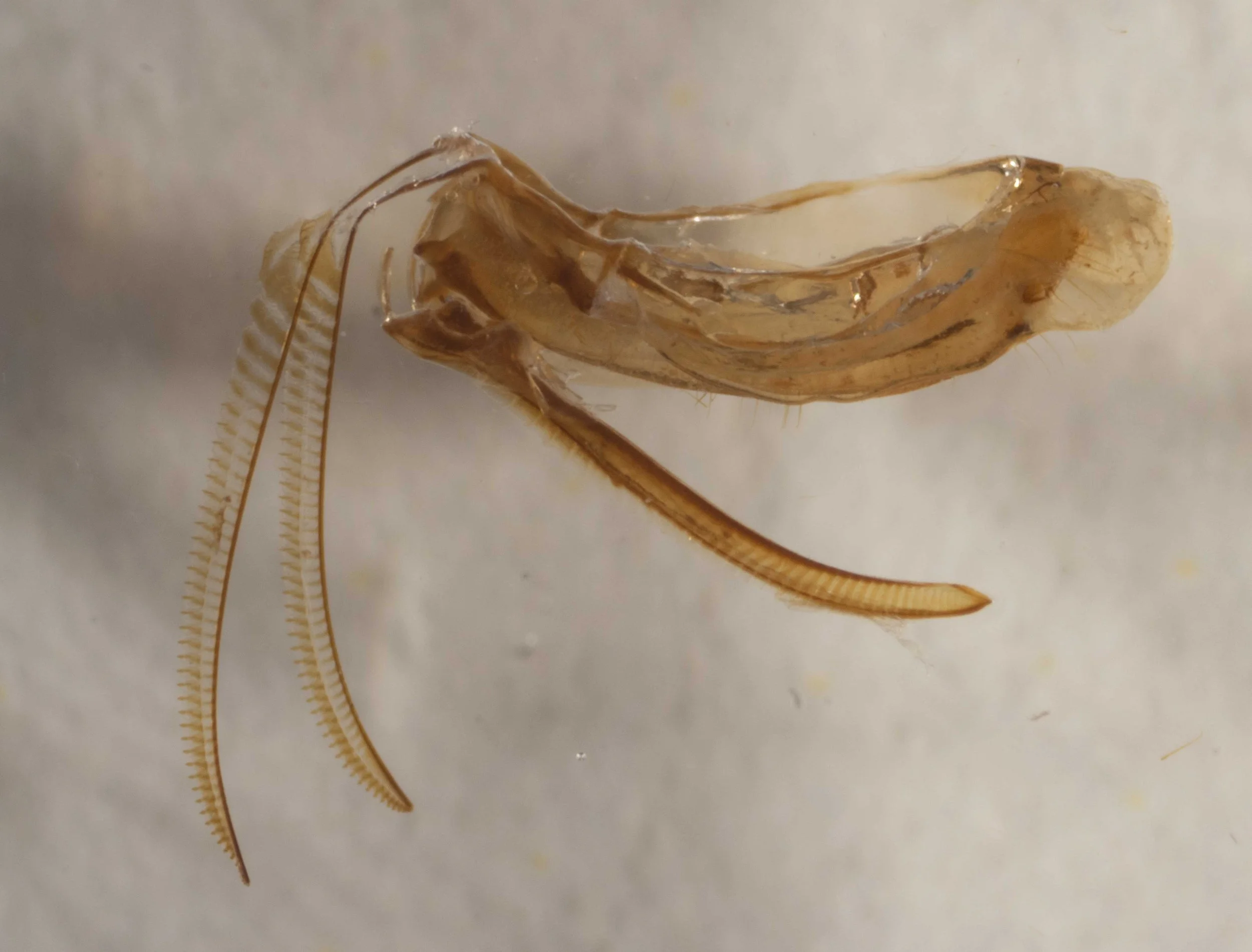  genitalia dissected from abdomen, showing lance and pair of lancets 