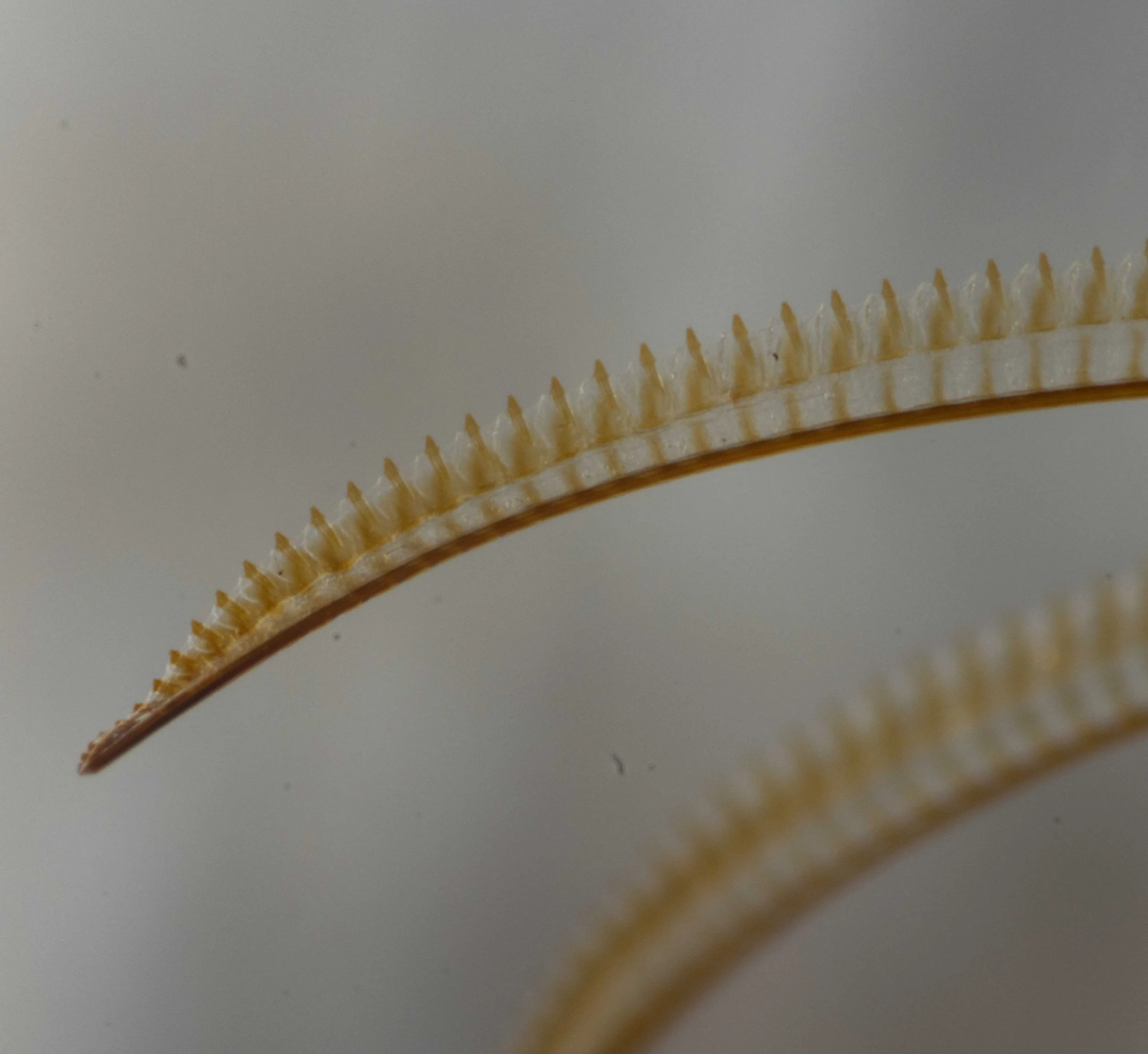  distal half of a lancet 