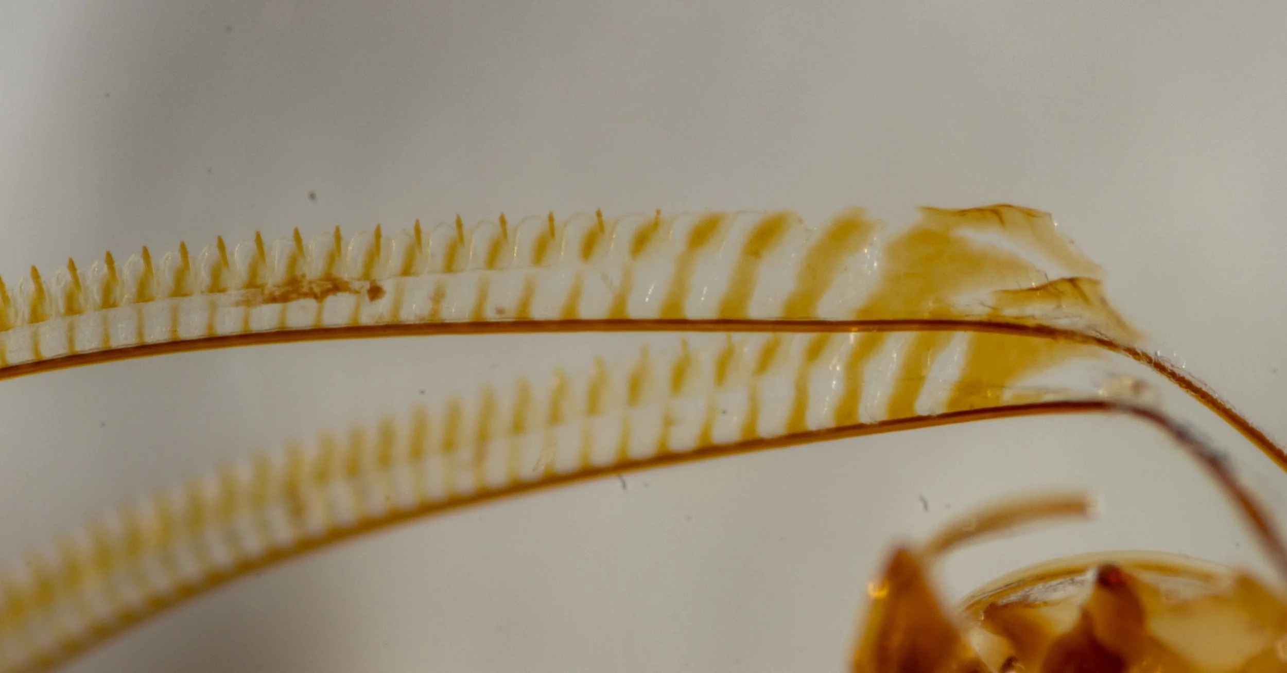  proximal half of lancets 