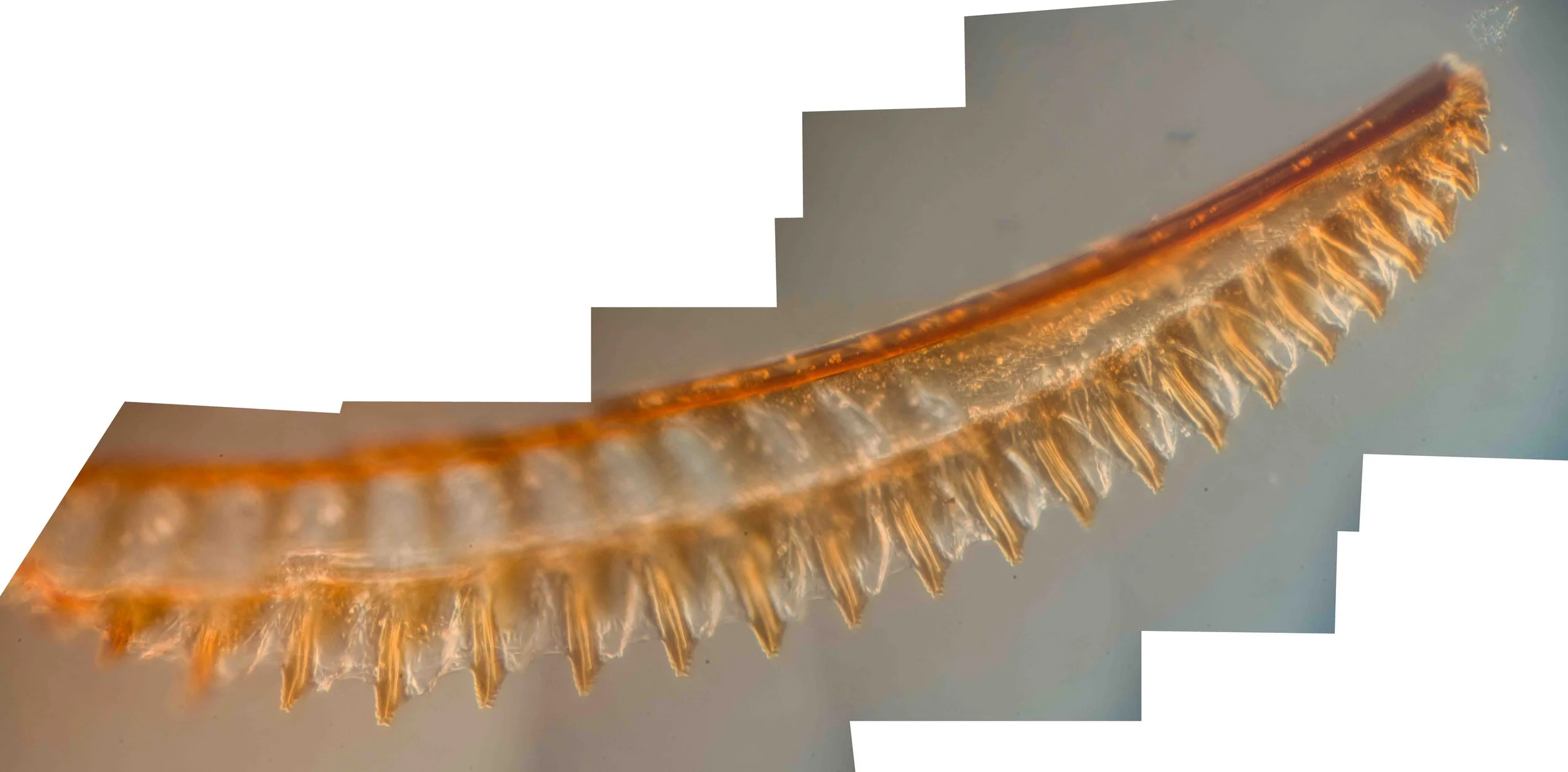  distal region of a lancet with teeth 