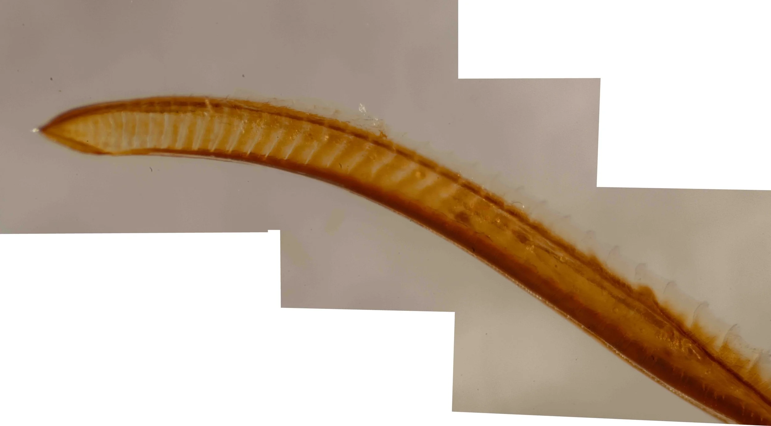  lance - lateral view 