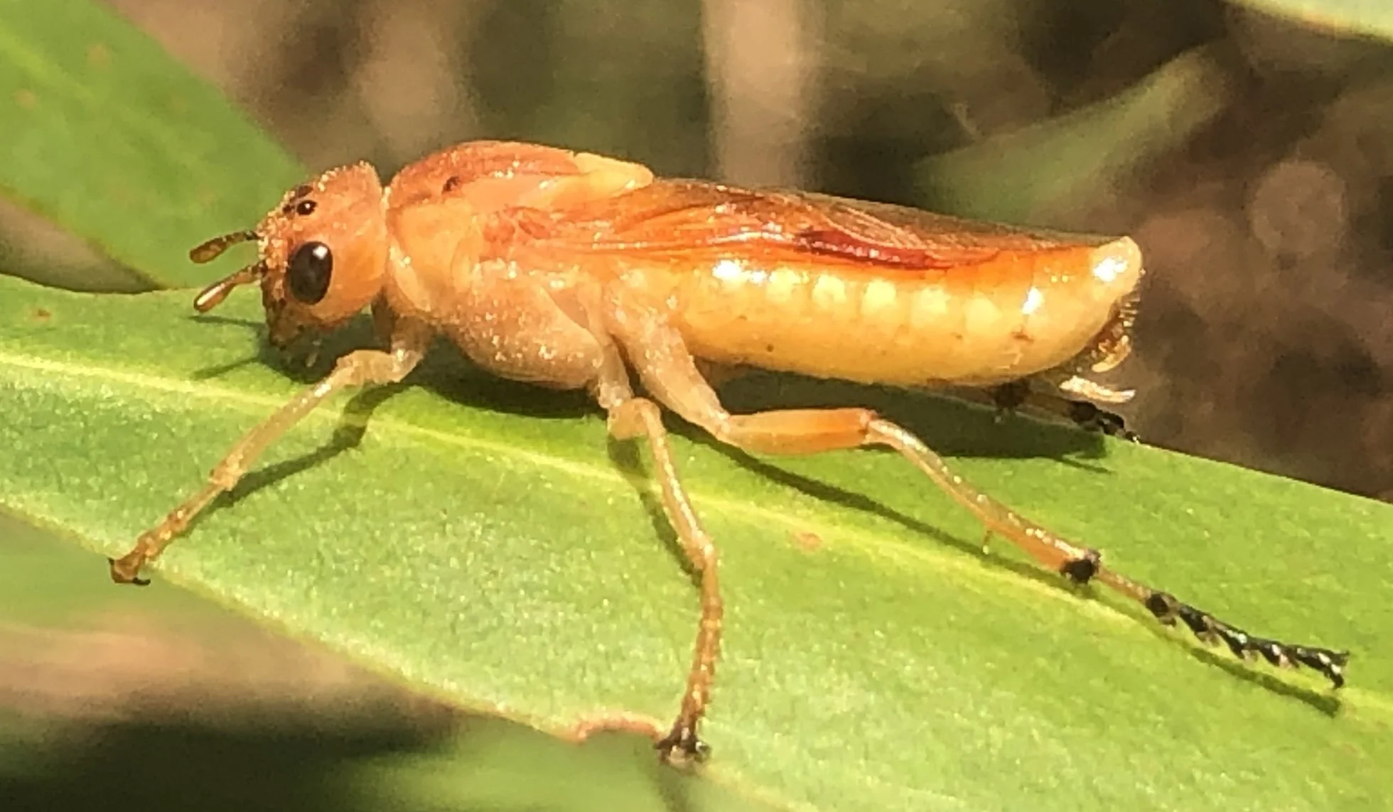 Pseudoperga lewisii (PERGINAE)