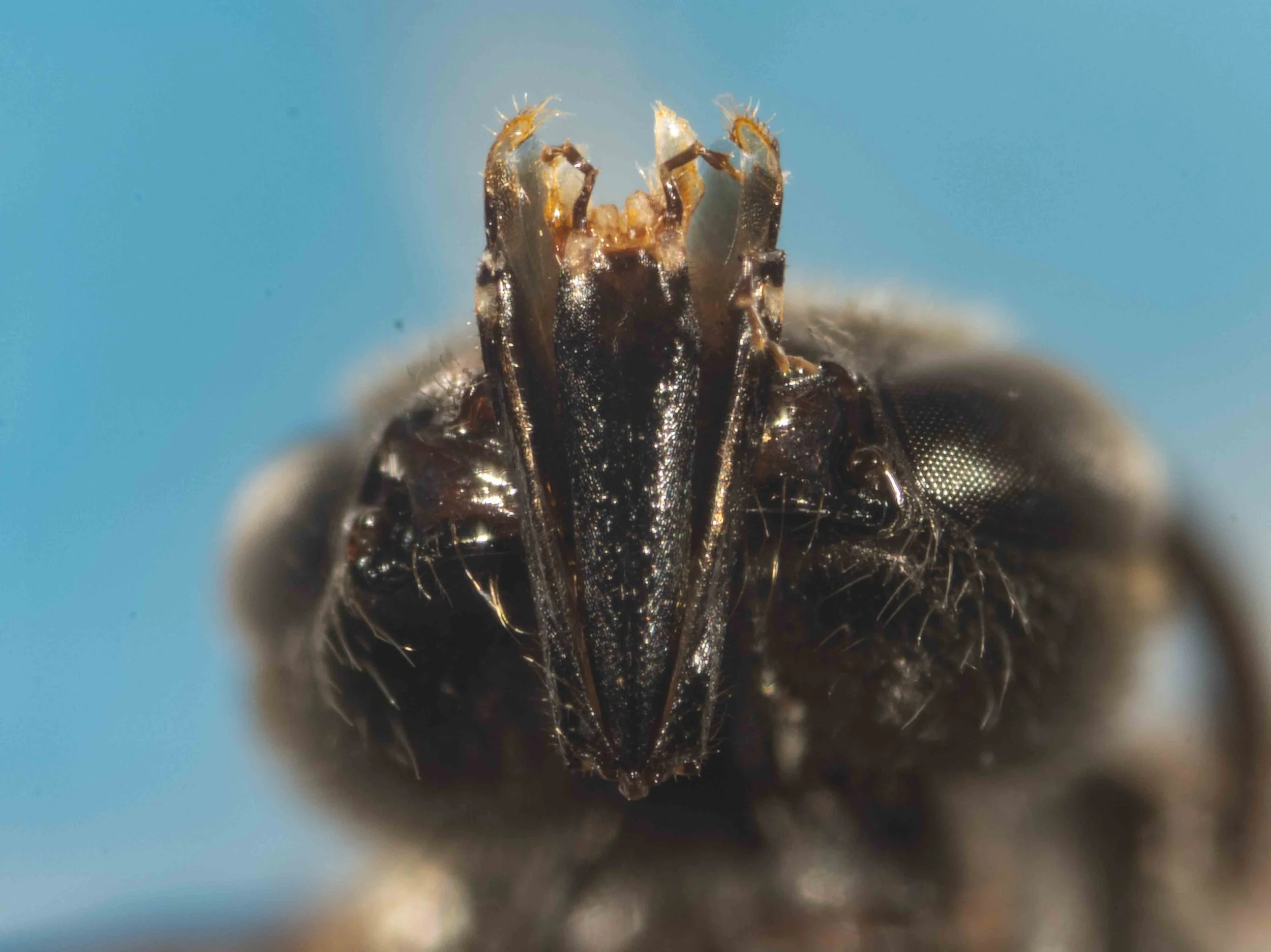  Proboscis, viewed ventrally, showing prementum and labial palps, flanked laterally by stipes. 