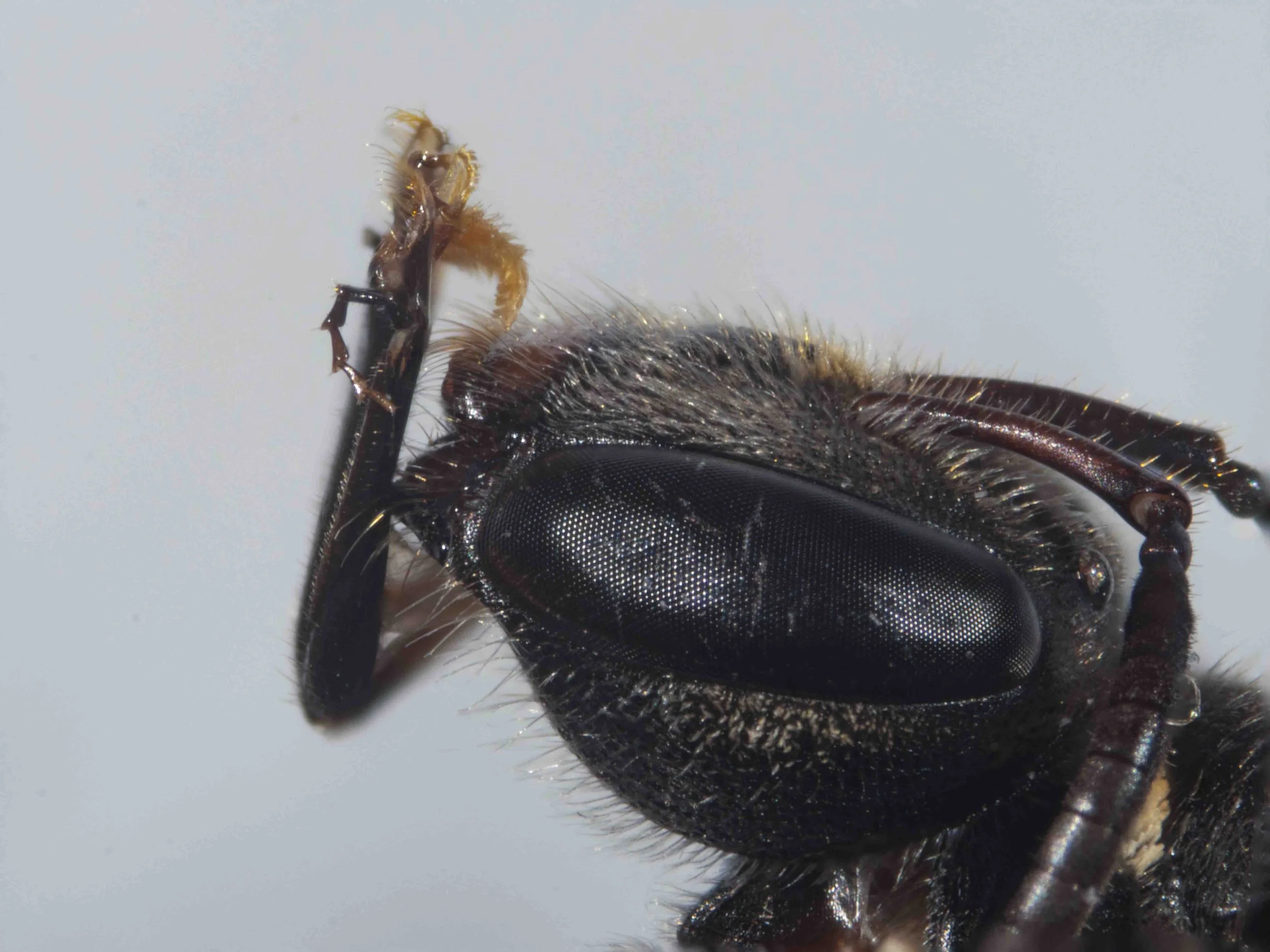  Proboscis, showing relative length of cardo and prementum. 