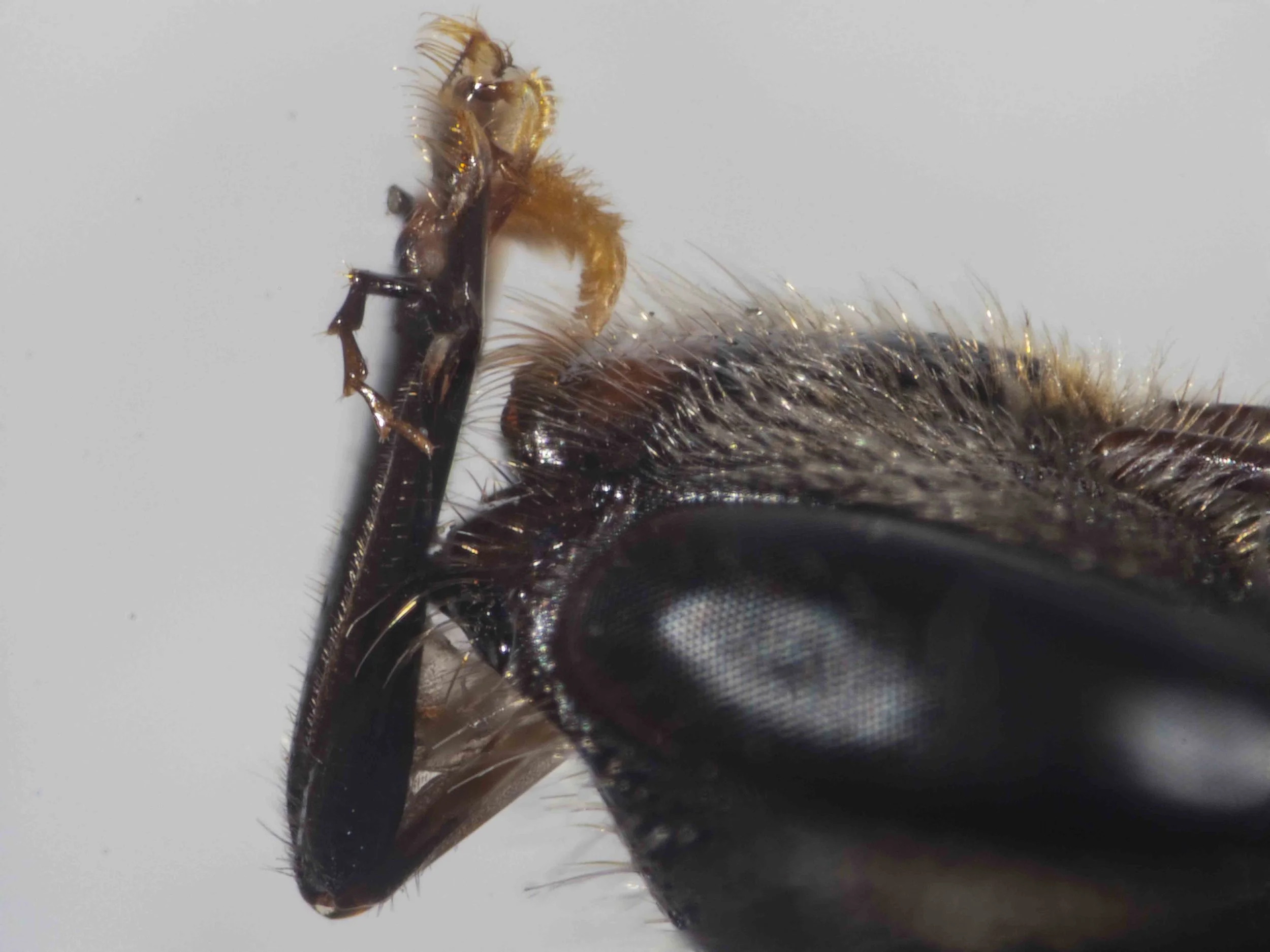  Proboscis: long prementum; short, acute glossa; 6-segmented maxillary palp 