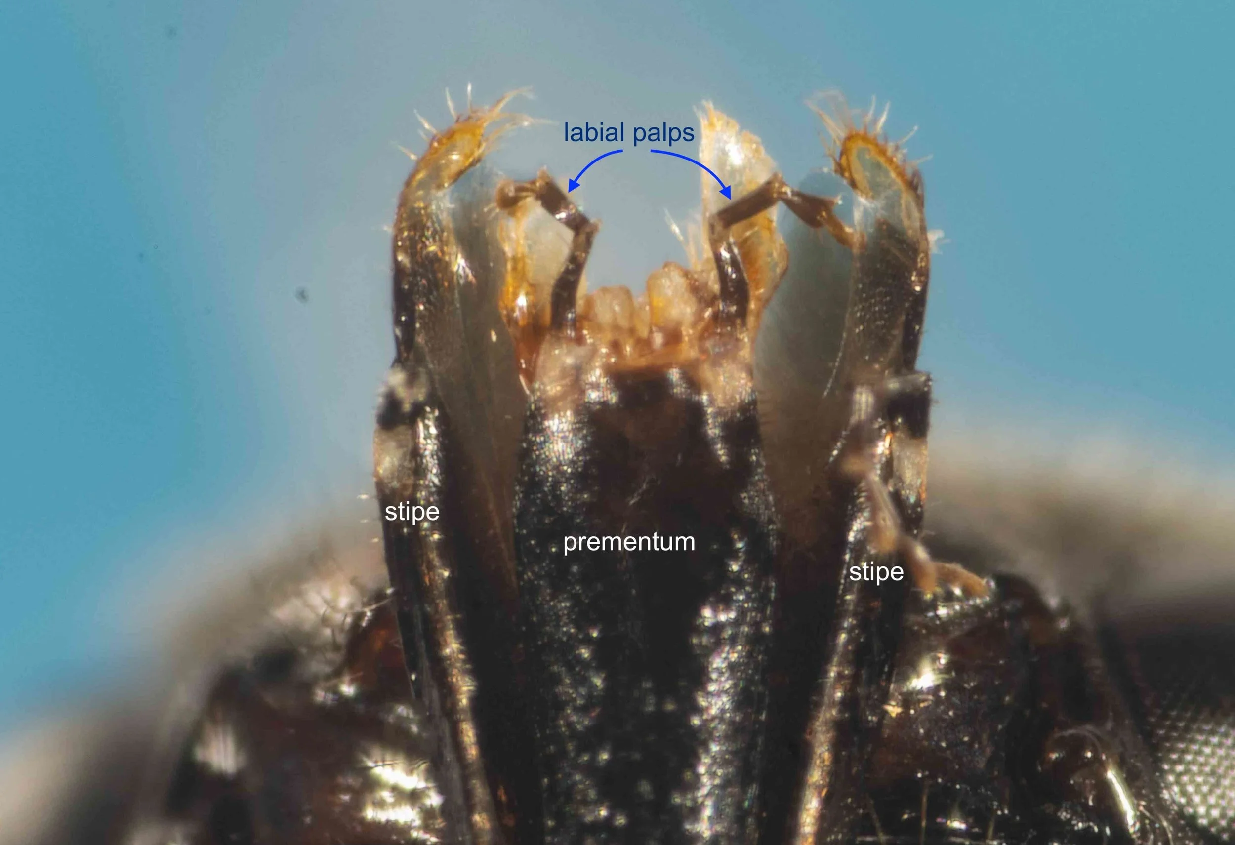  Proboscis tip, viewed ventrally. Note that the glossa is curved upwards and so not visible in this image. 