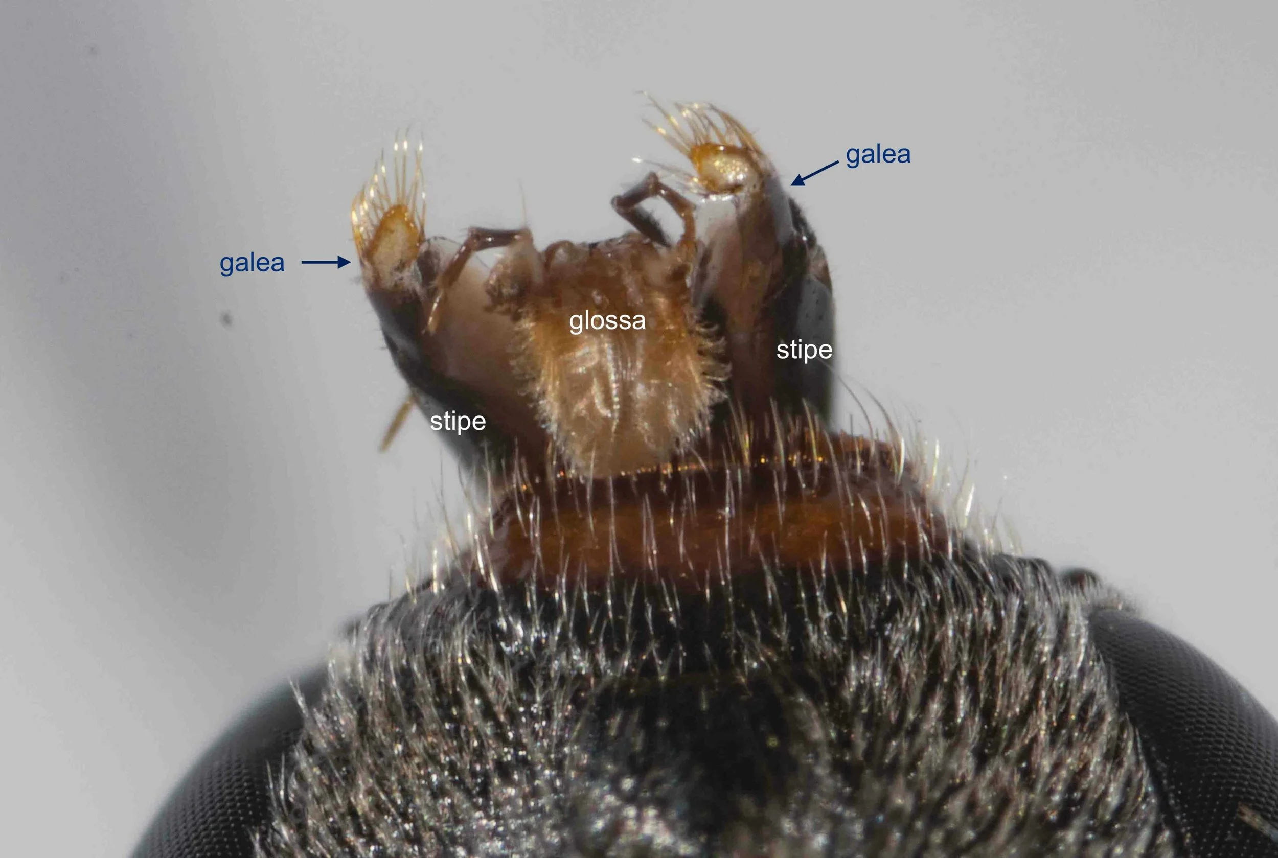  Proboscis tip, viewed dorsally. Galea closely associated (‘applied’) to stipes. 