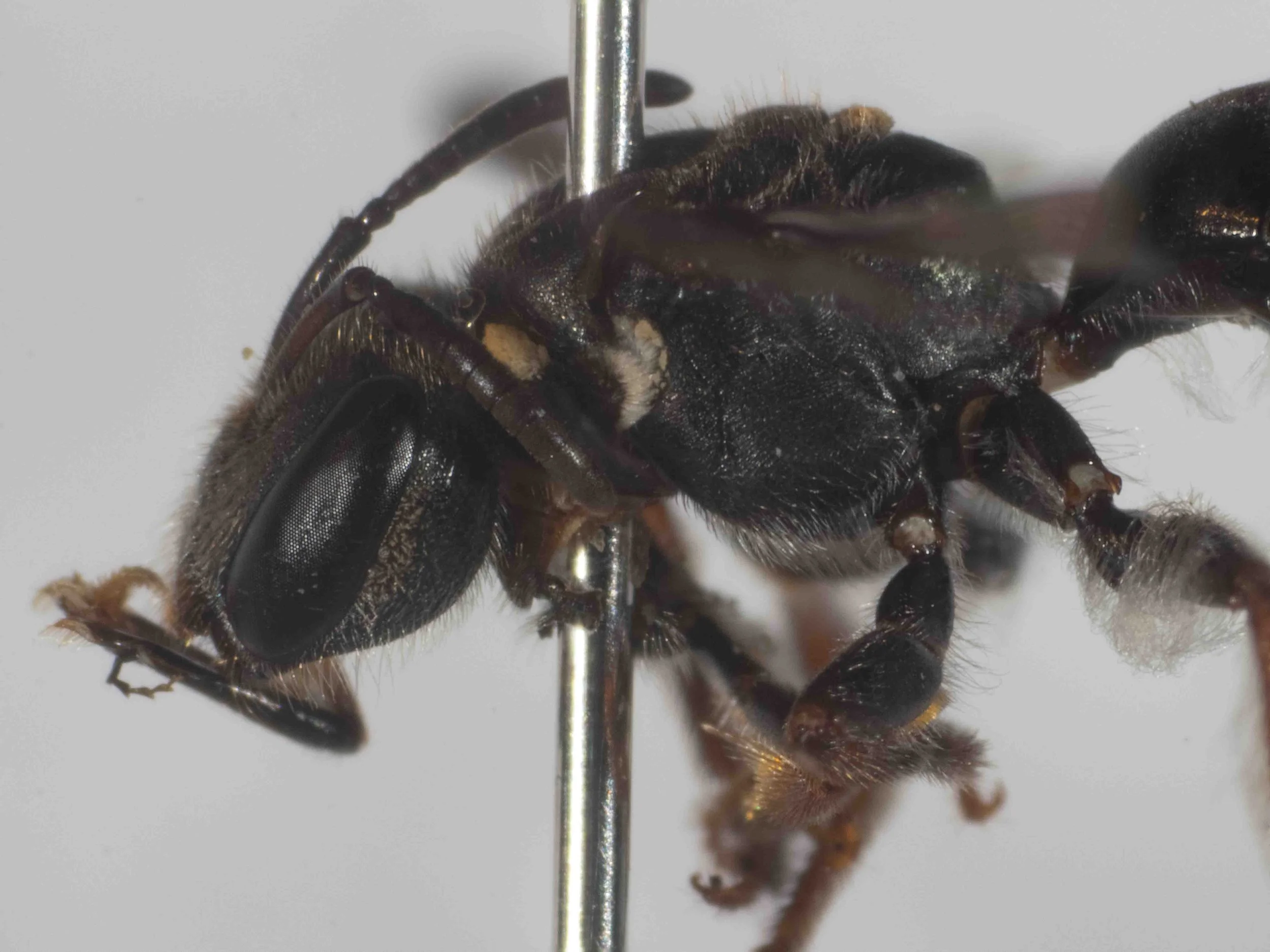  Tomentum: orange patches on pronotal collar, laterally; white fringe on pronotal lobes 