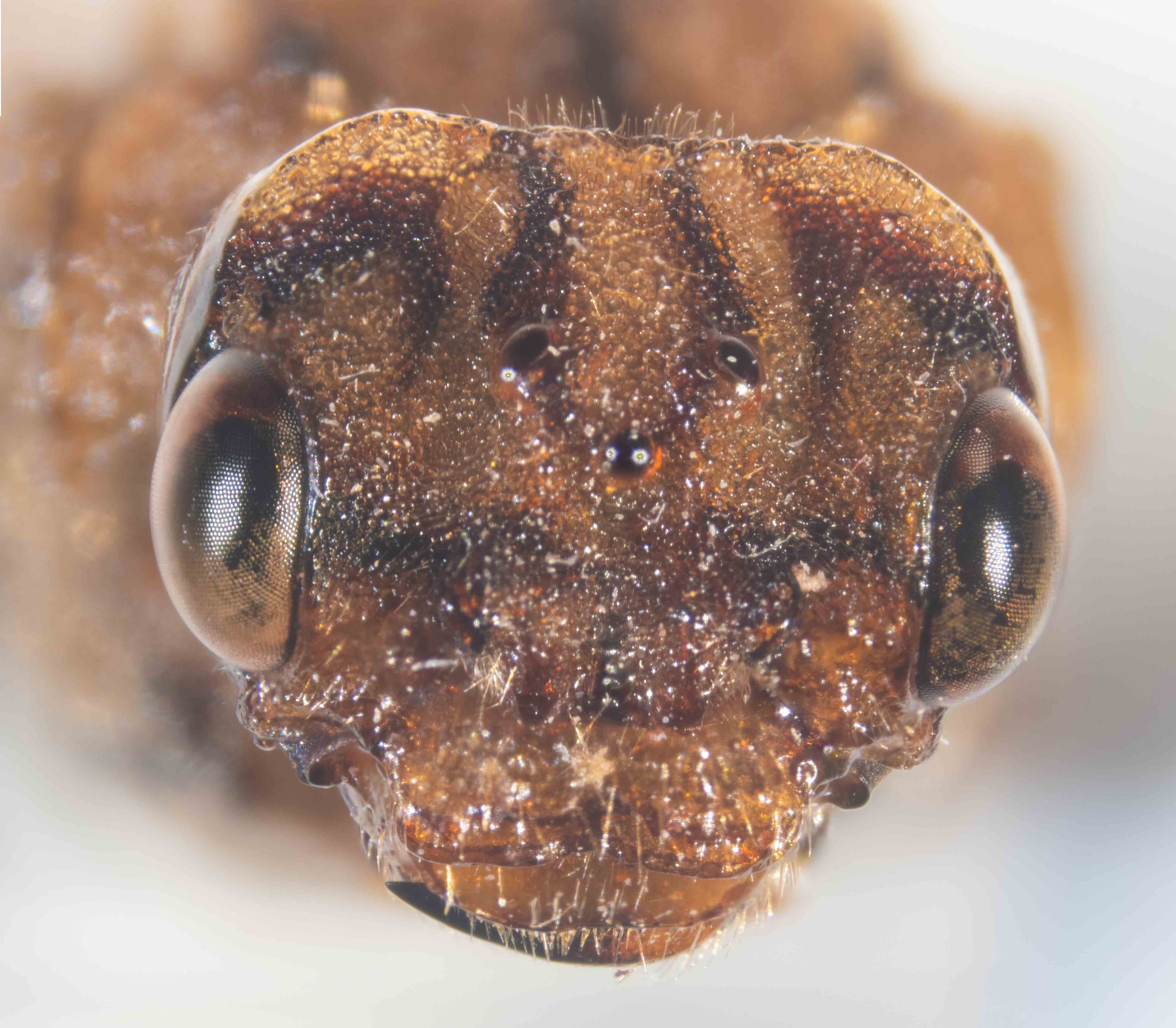  clypeus very wrinkled  