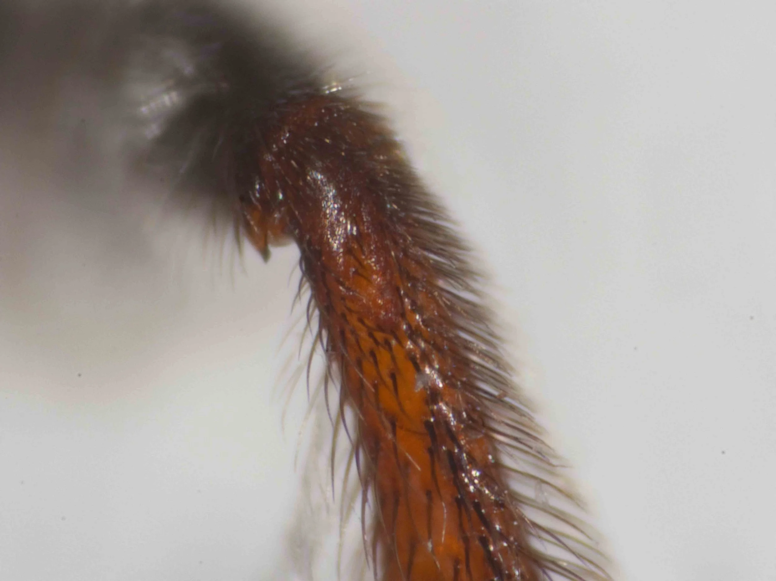  Base of hind tibia, viewed dorsally 