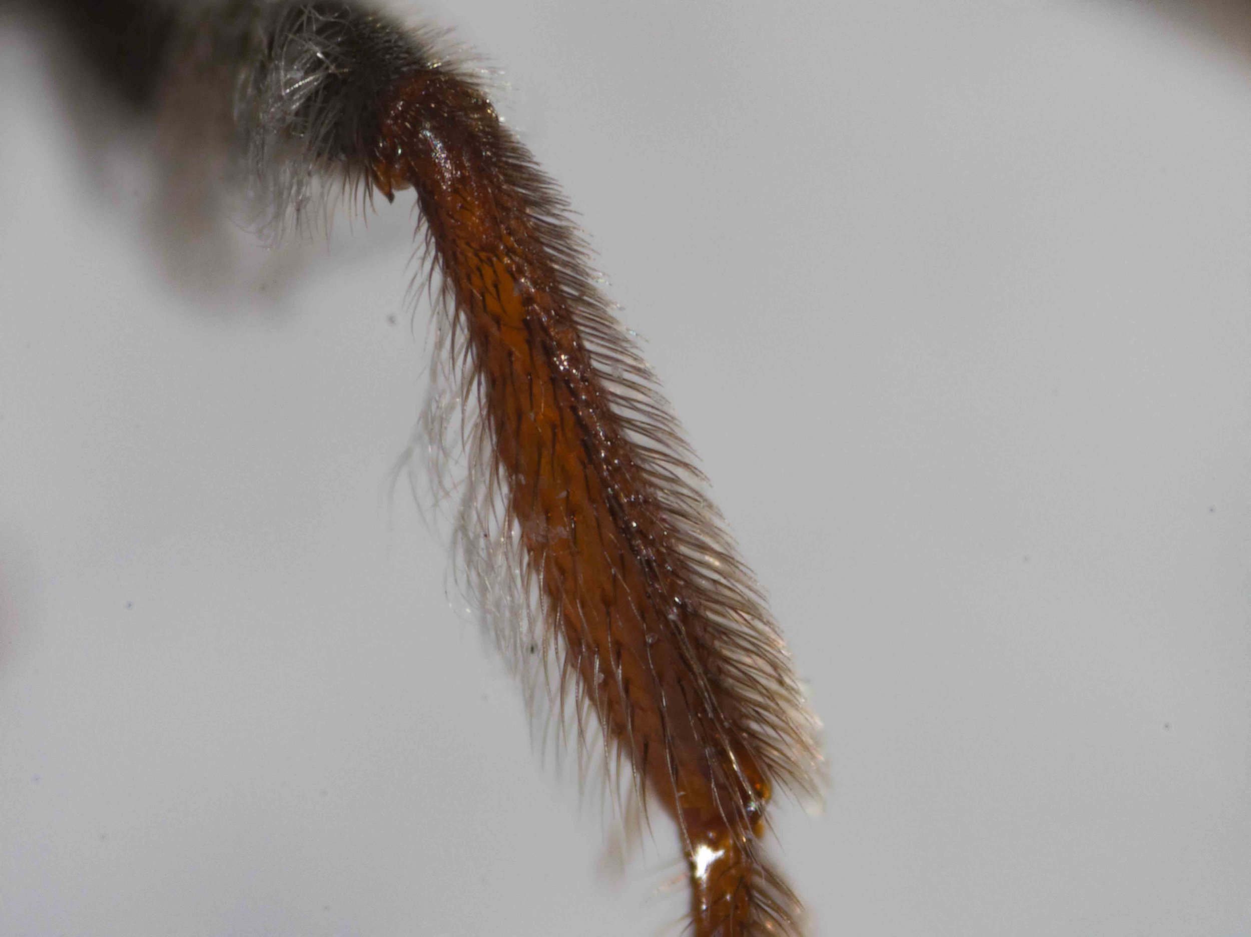  Base of hind tibia, viewed dorsally 