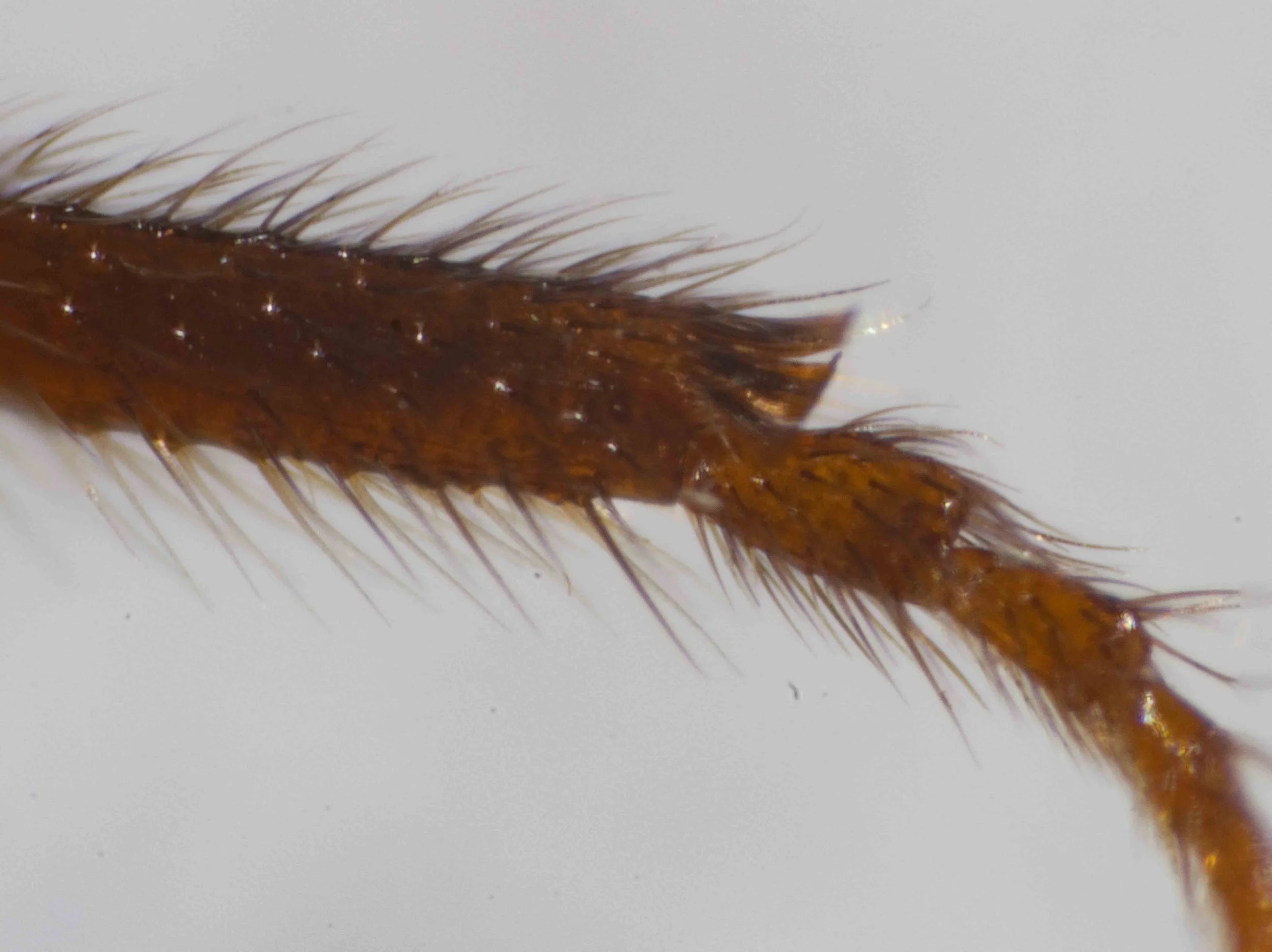  Apex of hind basitarsus, viewed anteriorly: penicillus present 