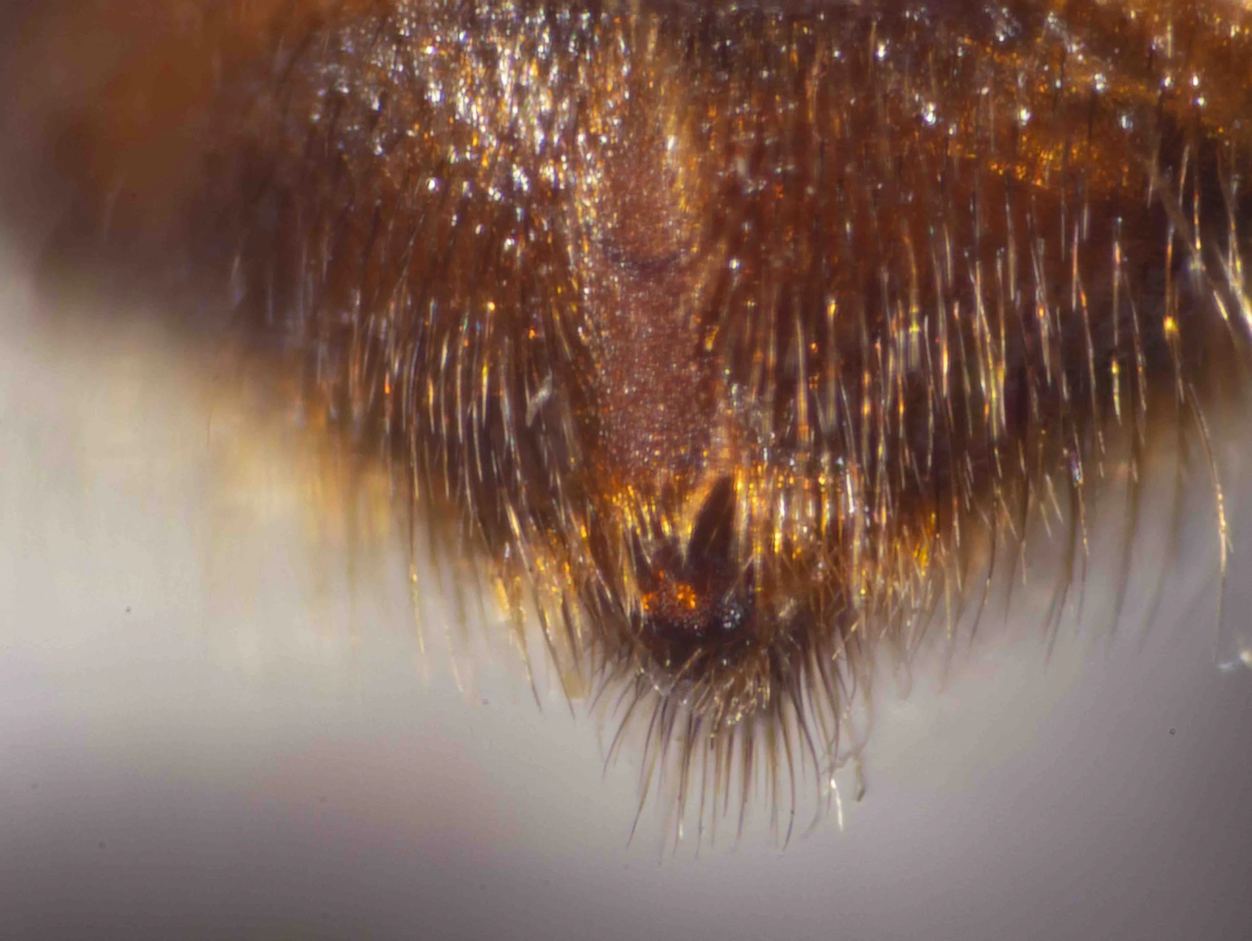  T5: with hair fringe divided medially by a nearly hairless strip  T6: pygidial plate present 