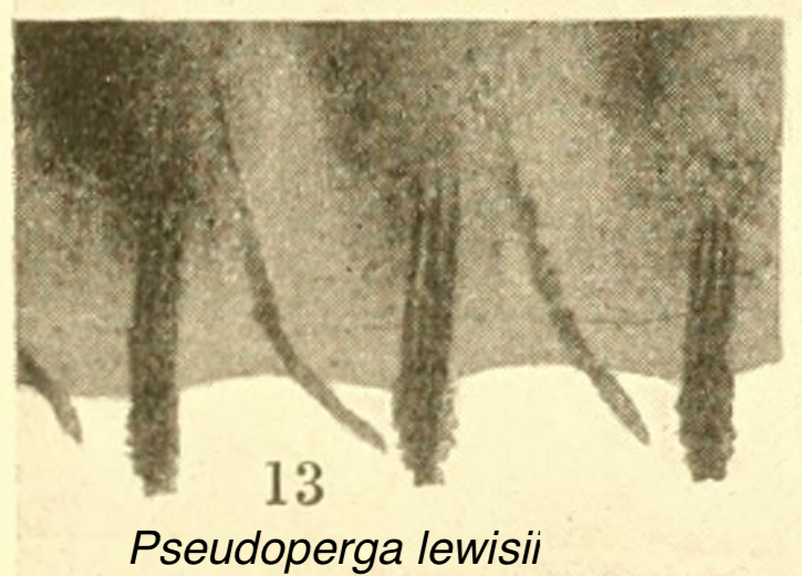 photomicrograph of saw of  Pseudoperga lewisii  - Morice (1919) Pl. 14, Fig. 13 