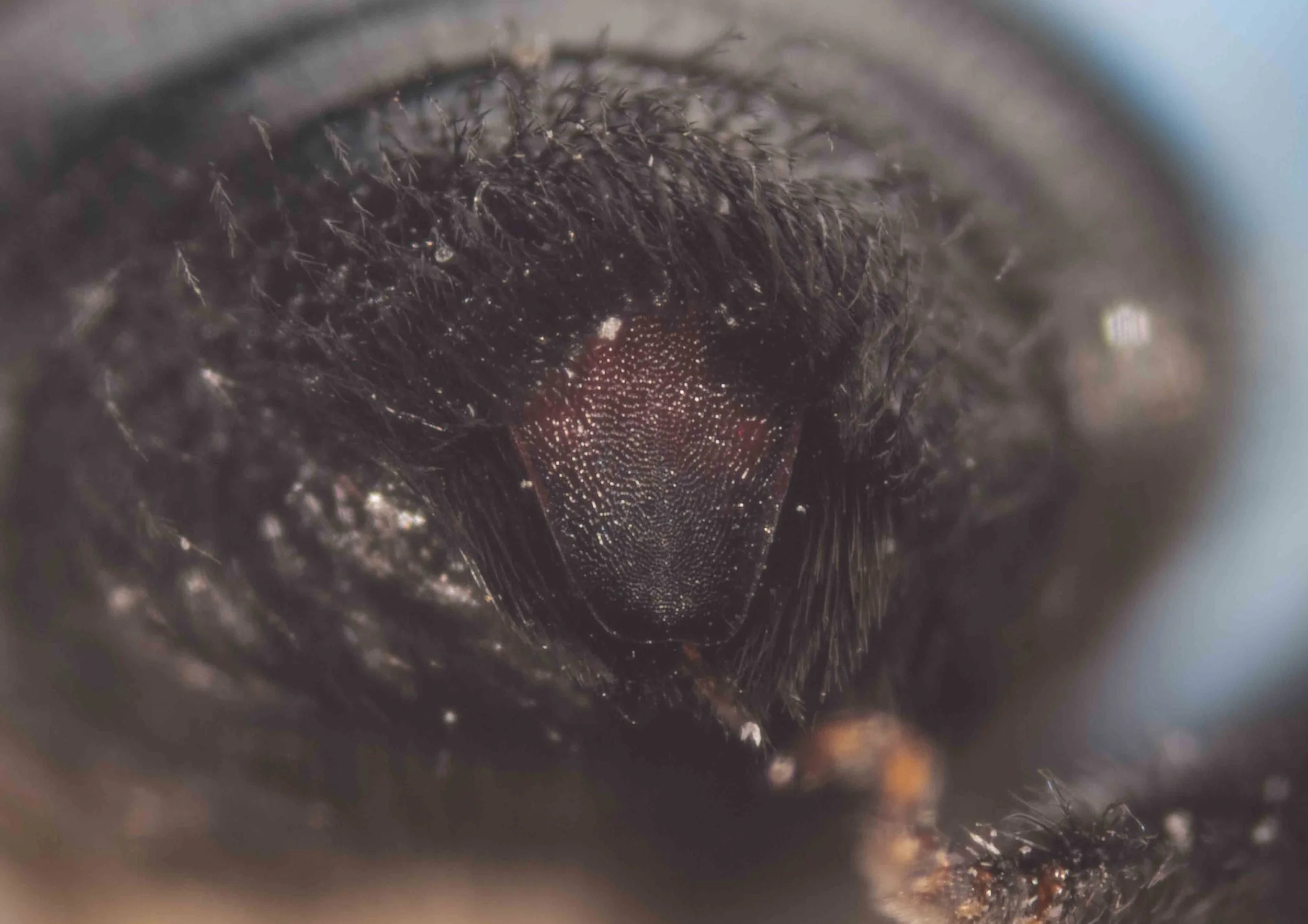  Pygidial plate: present 