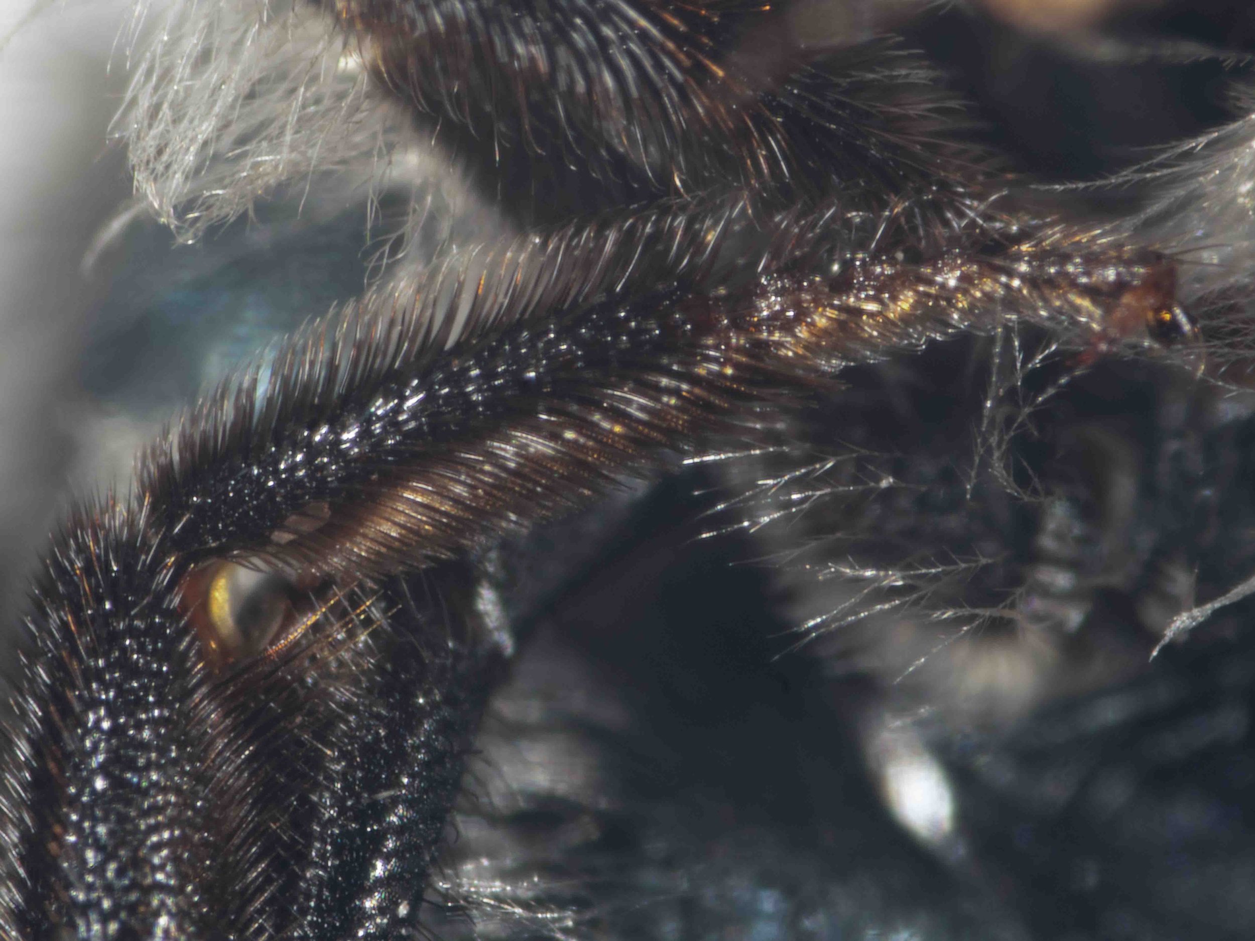  Front basitarsus: short, dense bristles (compare images p. 107 Houston 2018) 