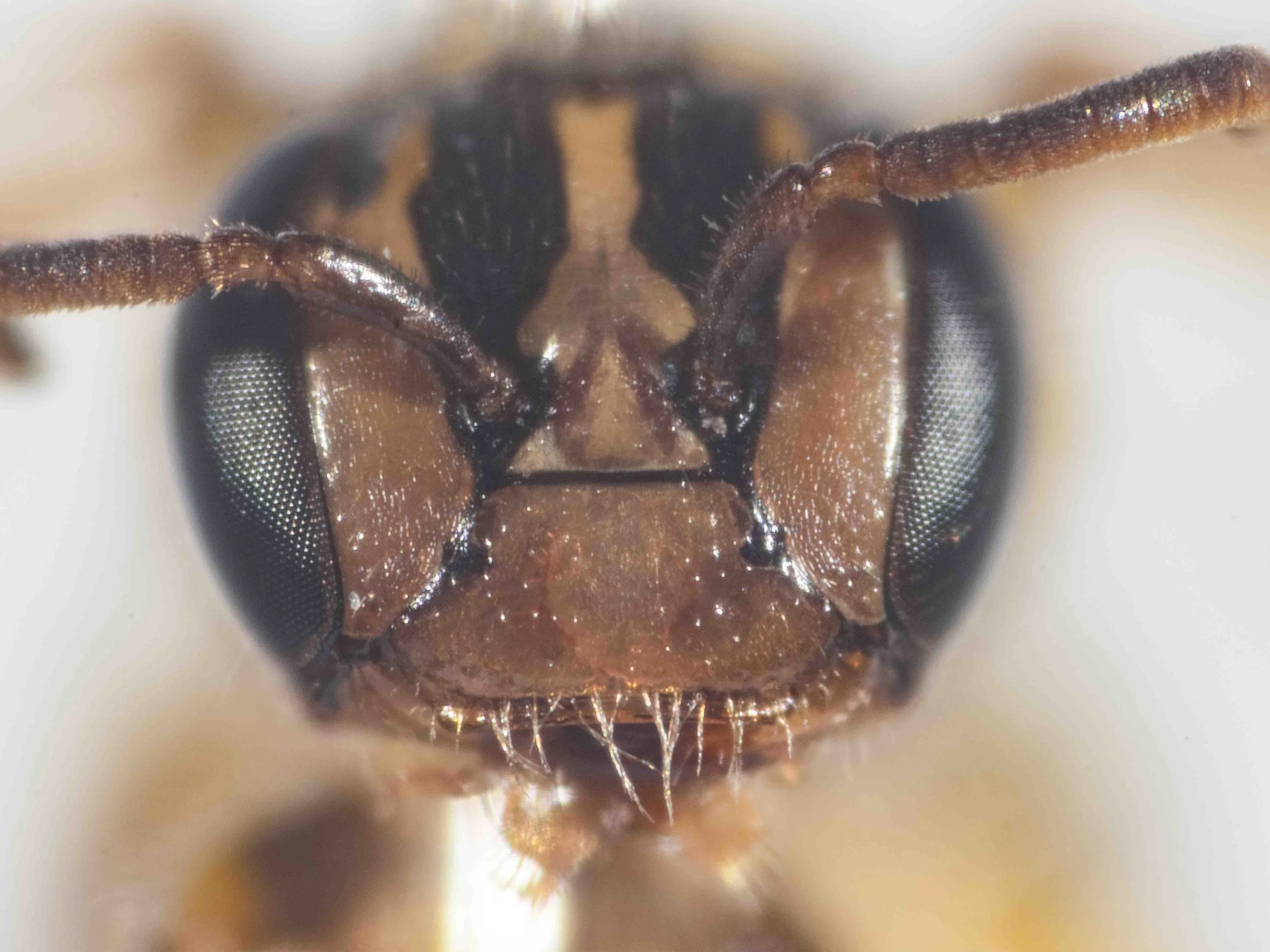  Facial marking consistent with Exley 1974, Figs. 9J-K  