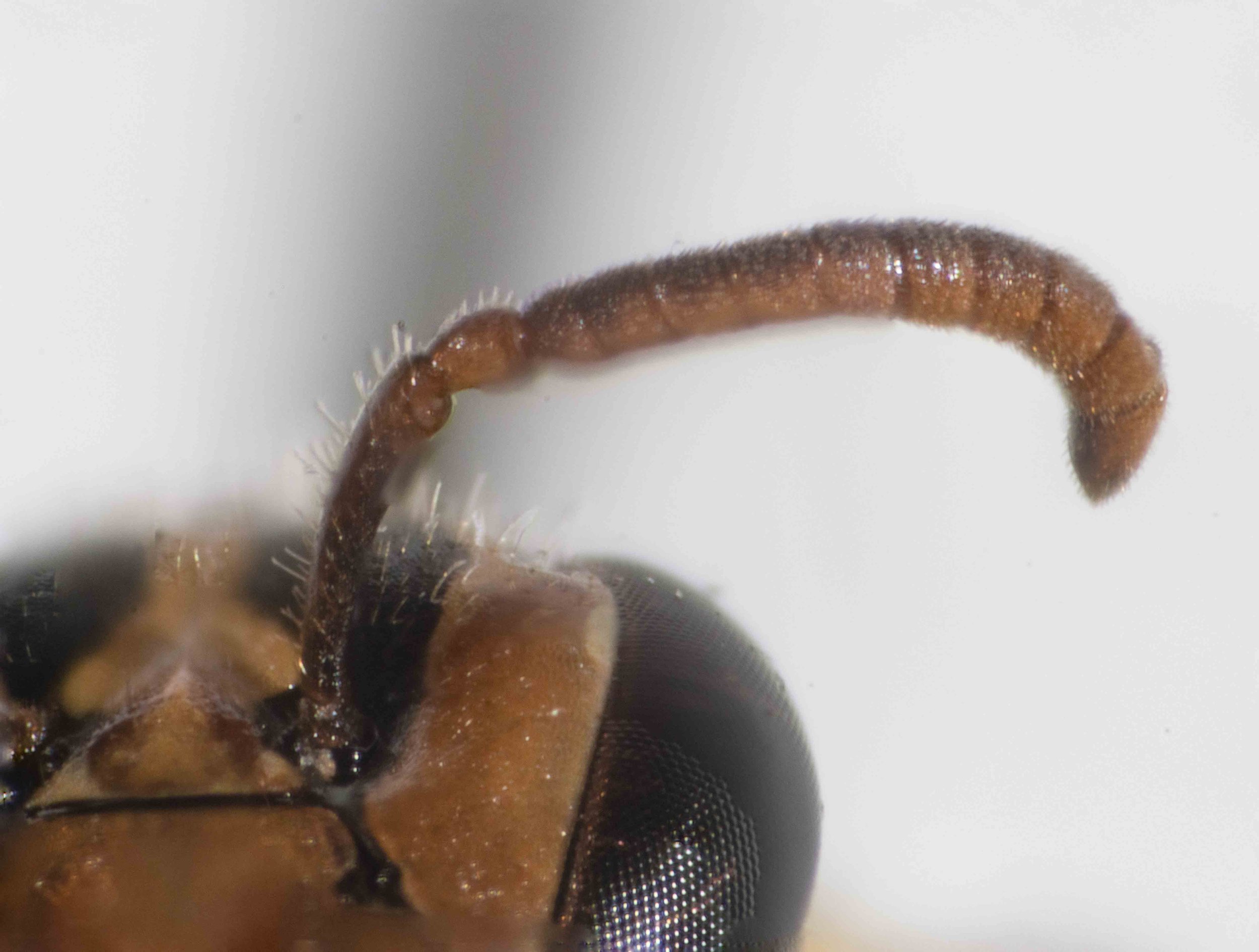  Antenna with 10 flagellomeres (female) 