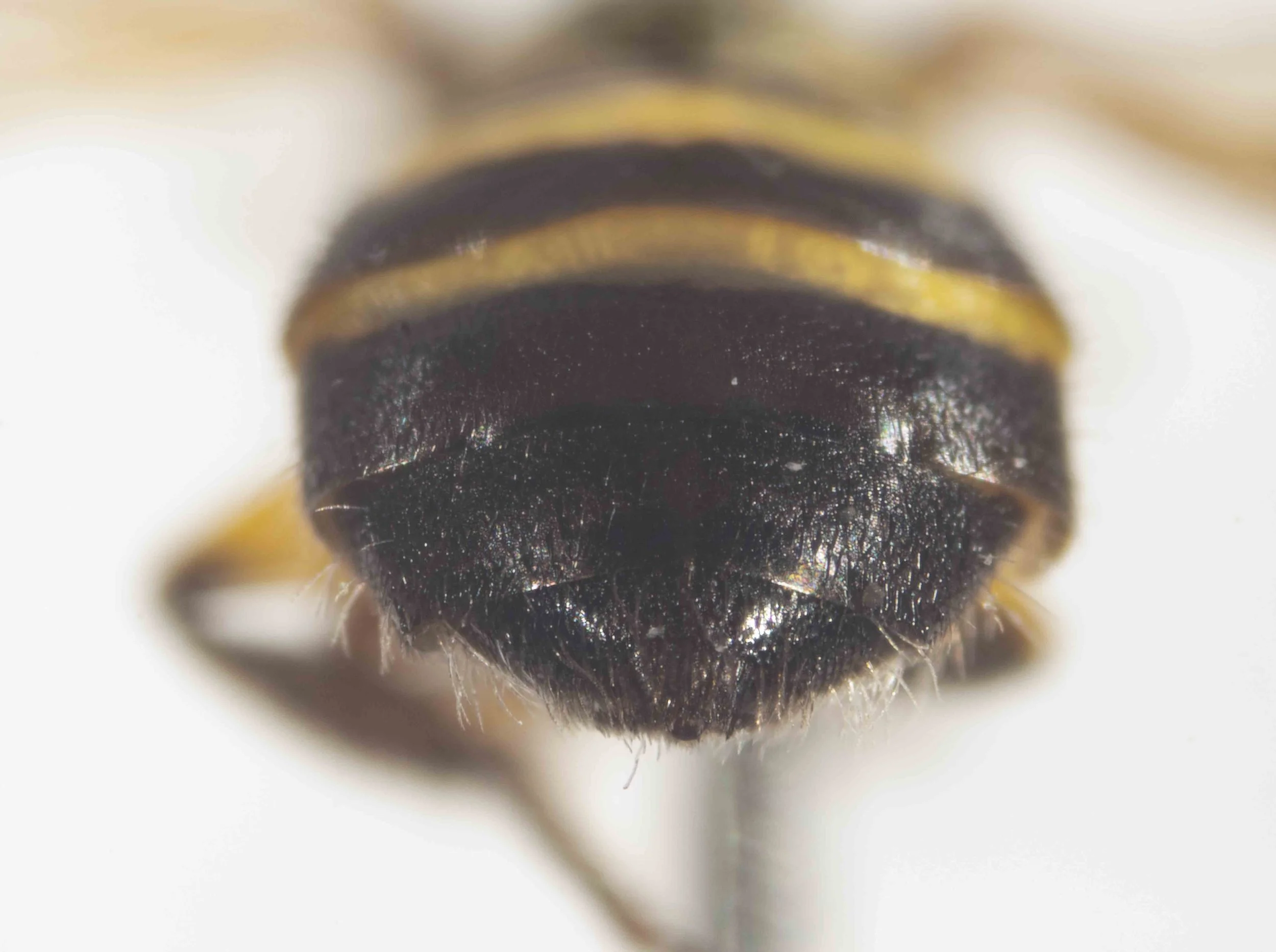  Pygidial plate: present 