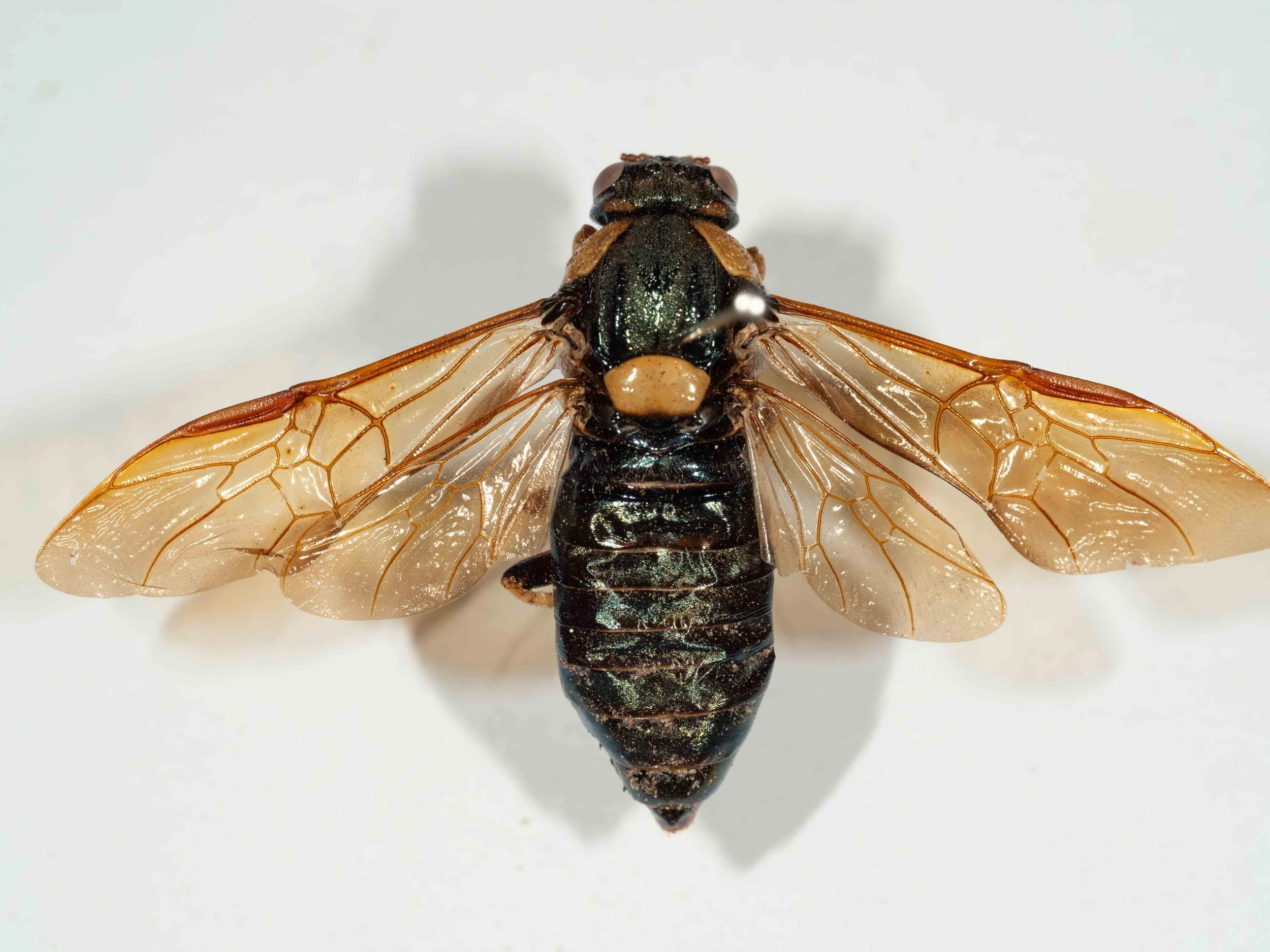  dorsum of abdomen metallic blue-black 