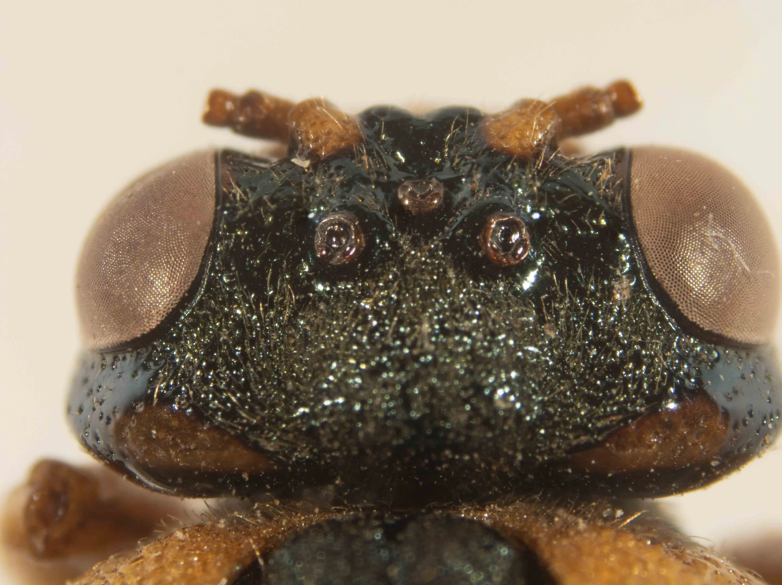  - vertex black, heavily punctured, densely pilose with golden recumbent hairs - orange lateral patches at border of vertex and occiput - antennal tubercles, scape and pedicel orange - POL/OOL = 1.0 - postocellar region longer than breadth in front, 