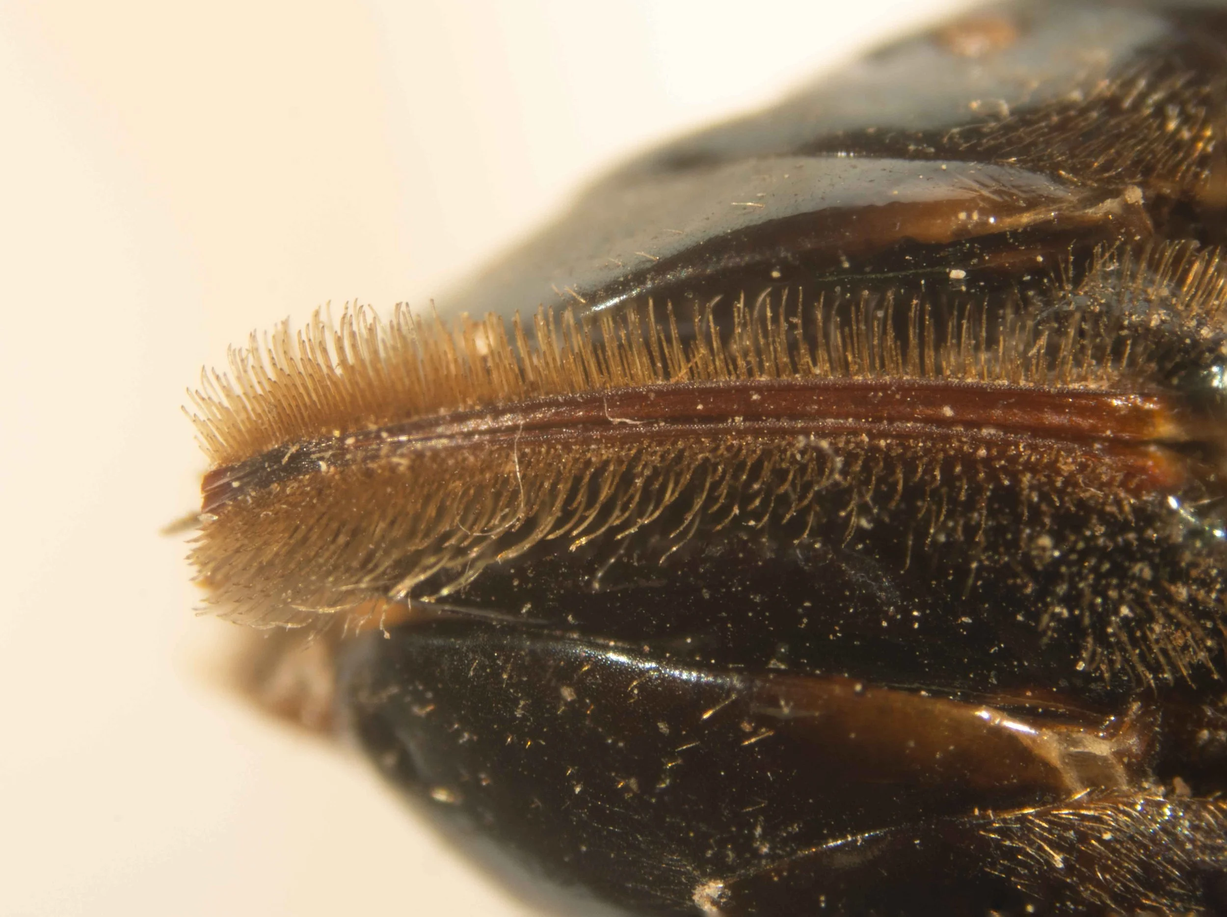  ventral view of sawsheath - sawsheath hairs densely spaced - sawsheath hairs straight or curved, tip not spooned - sawbench long and thin - serrated margin of sawsheath visible 
