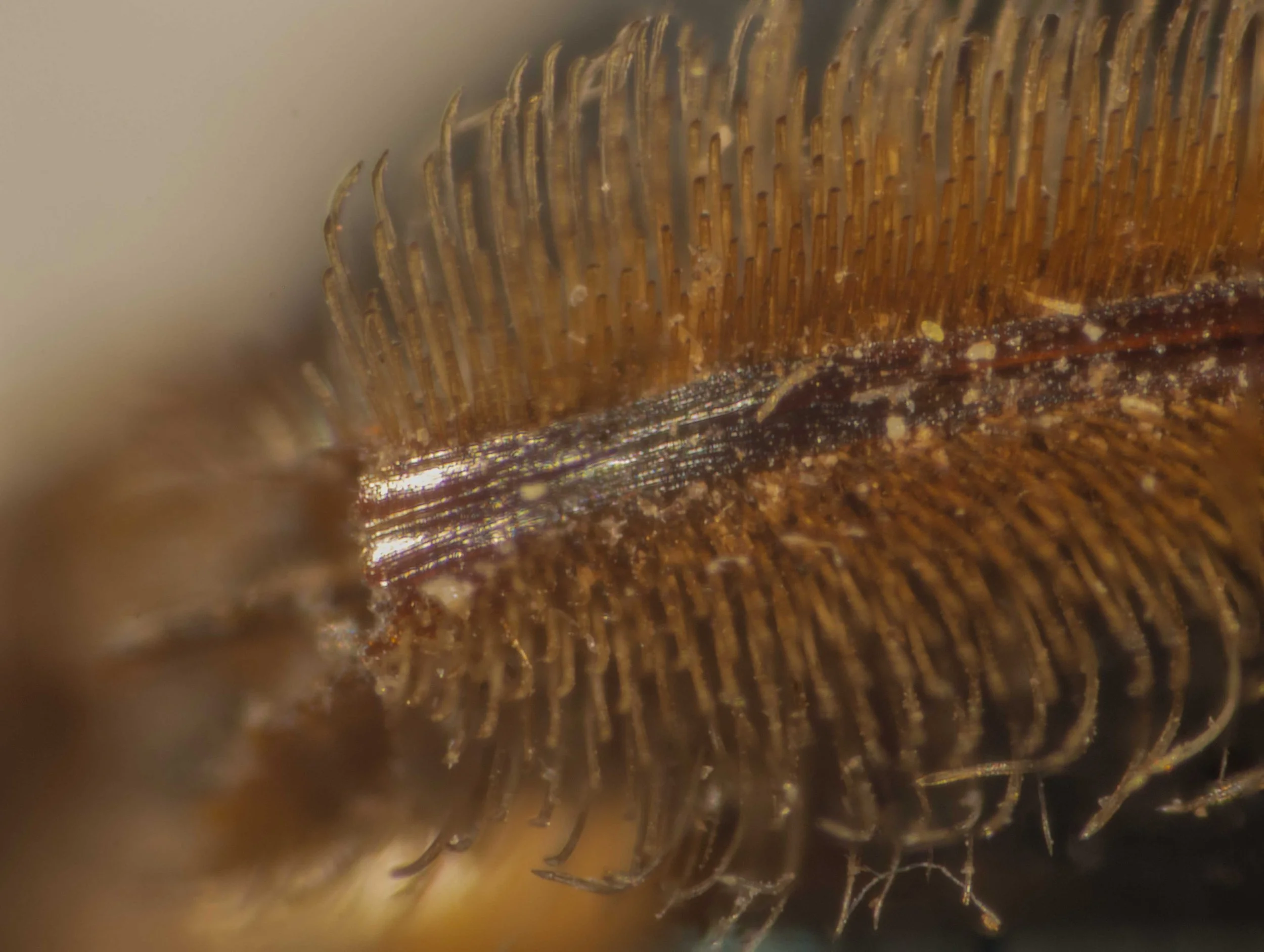 distal region of sawsheath - ~6 striae present on each side of sawbench  