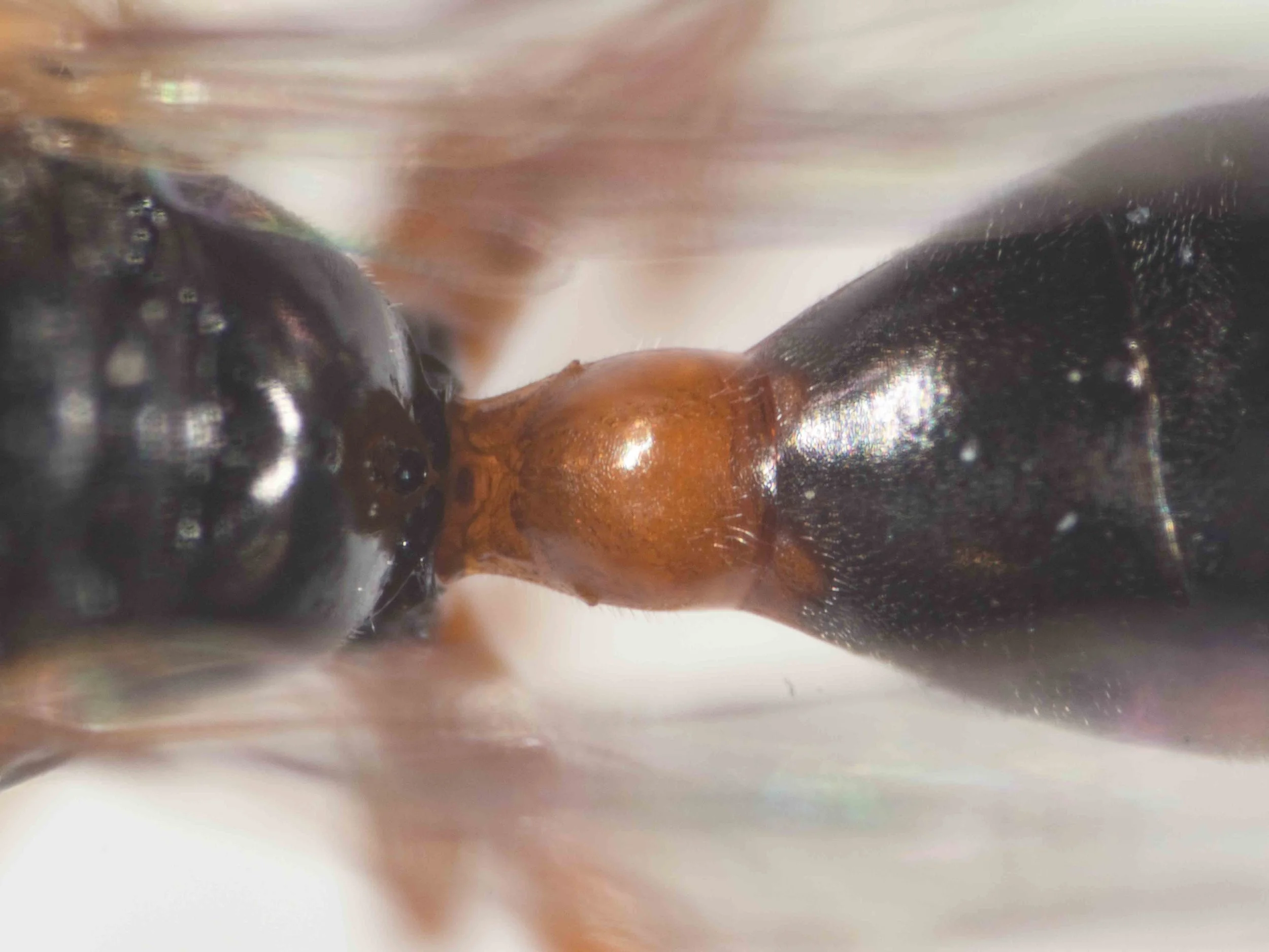 P4260124-Edit.jpg