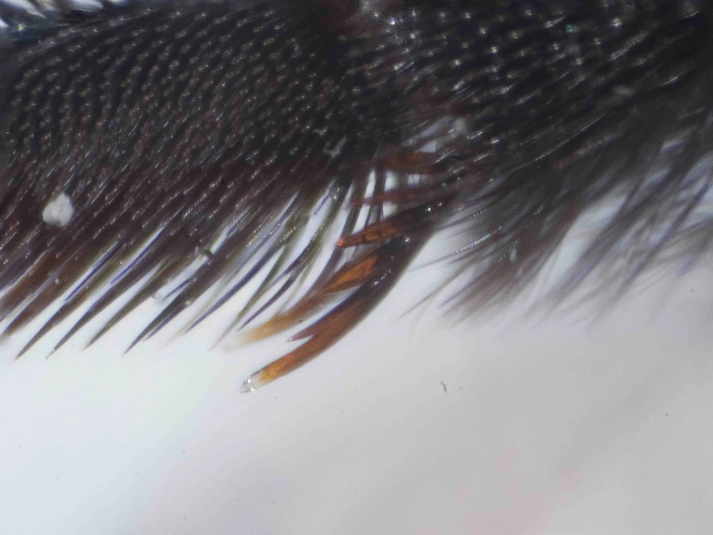  tibial spur of left hind leg (posterior view) 