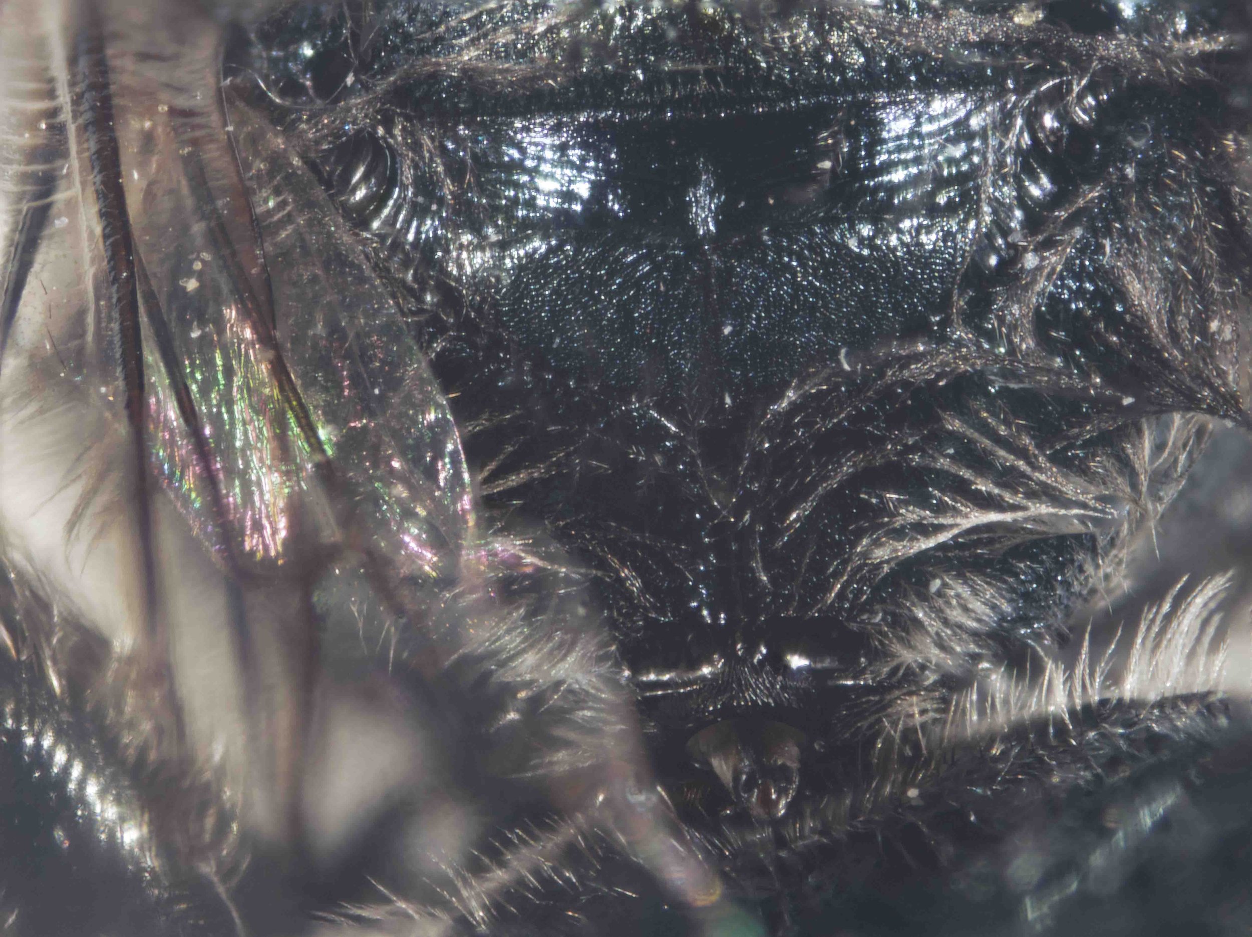  propodeum, posteroventral view showing both dorsal surface (with enclosure) posterior face 