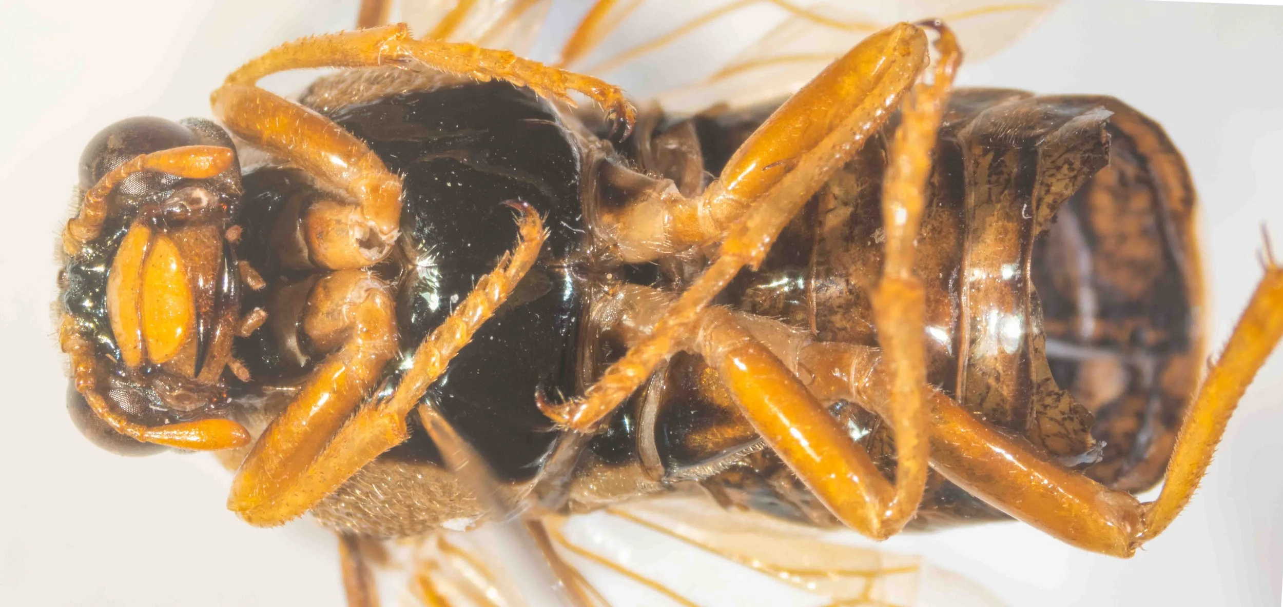  - antennal flagellum, scape and pedicel orange - clypeus, labrum, palpi, mandibles (except black tip) orange - mesosternum, lateral folds of terga shining black, venter pale orange and black - coxae orange with black base, all other leg segments ora