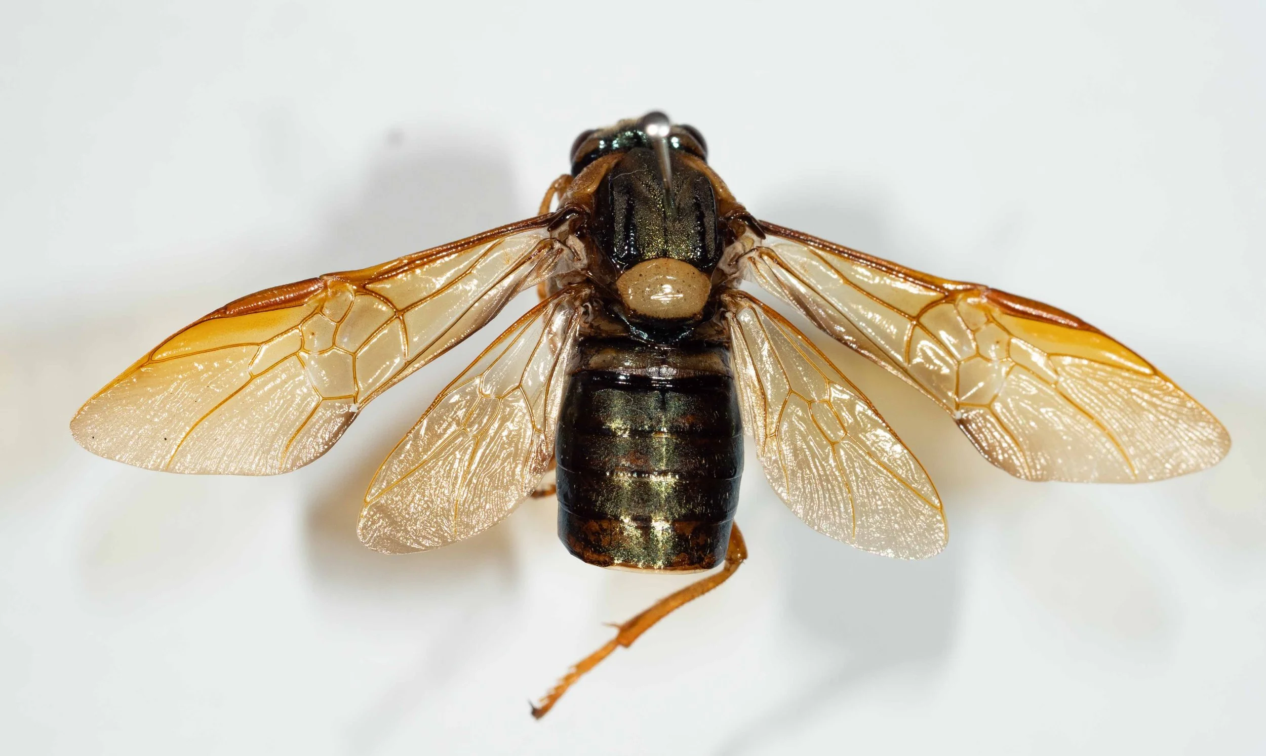  - dorsum of abdomen shining blue black, rear of T1 yellow - forewings yellow hyaline; stigma, costa, venation orange 