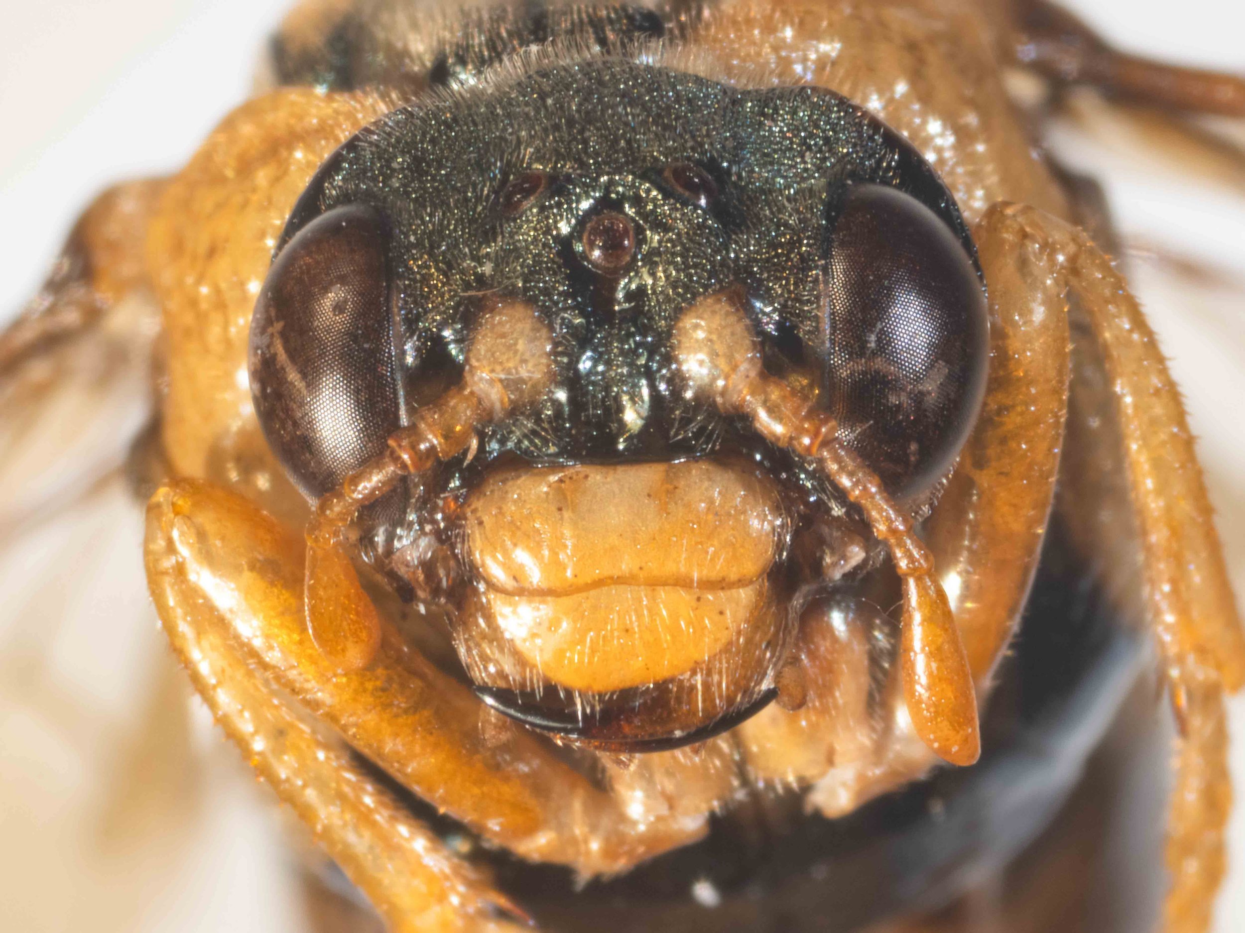  - vertex, face, inner orbits greenish black, heavily punctate, pilose - antennal tubercles yellow - antenna just longer than closest distance between eyes - scape, pedicel and flagellum orange - clypeus, labrum, mandibles (except black tip) yellow -