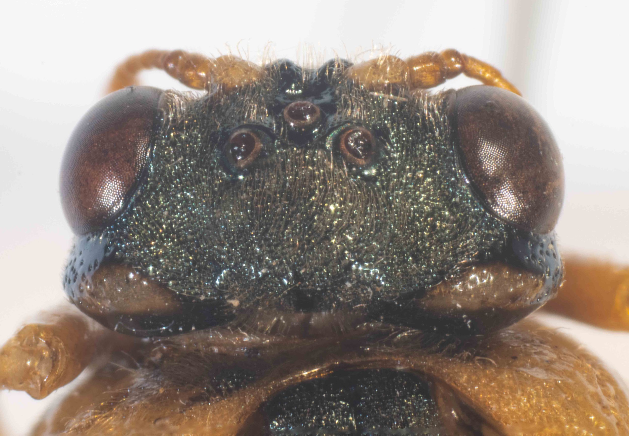  - vertex black, heavily punctate, strongly pilose with long pale yellow hairs - pale yellow patch at lateral vertex/occiput border - genae black, sparsely punctate, glabrous - POL/OOL =1.1 - postocellar region longer than breadth in front, POL about