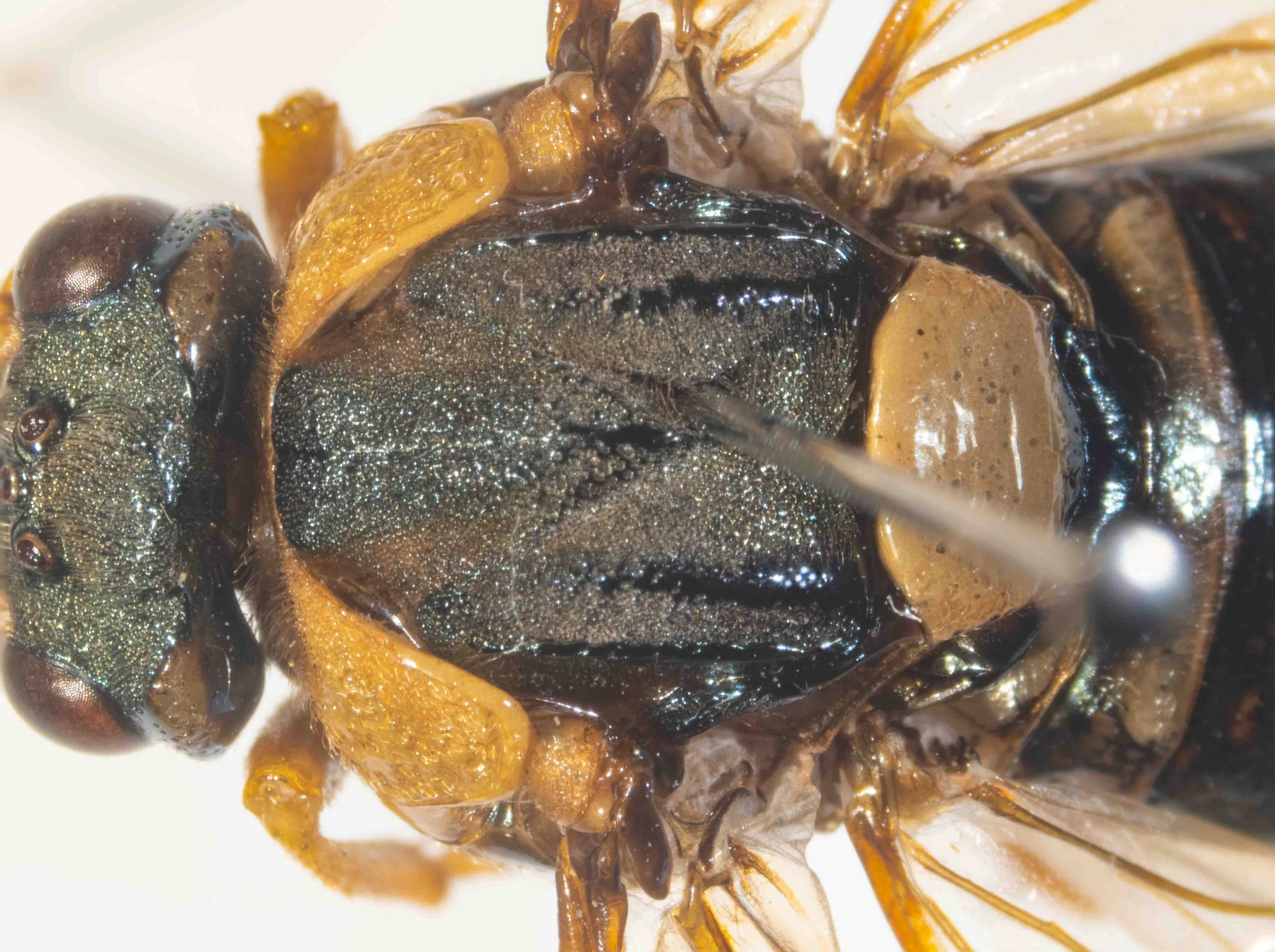  - orange pronotum - mesoscutum black, covered in yellow hairs, long in medial region - smooth, hairless, yellow scutellum, lacking midline furrow, with small transparent chestnut hind lobes 