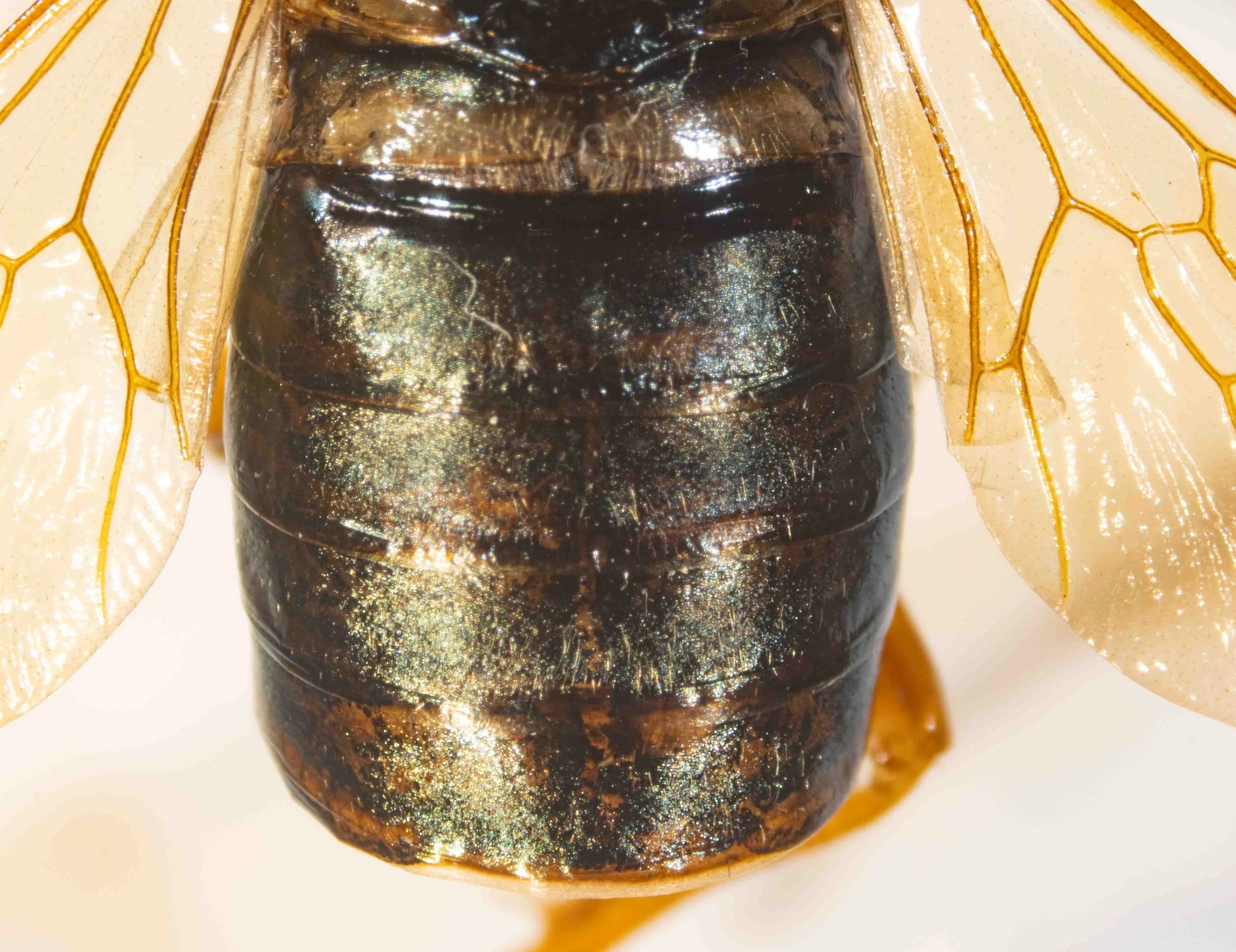  dorsum abdomen black, rear of T1 yellow 