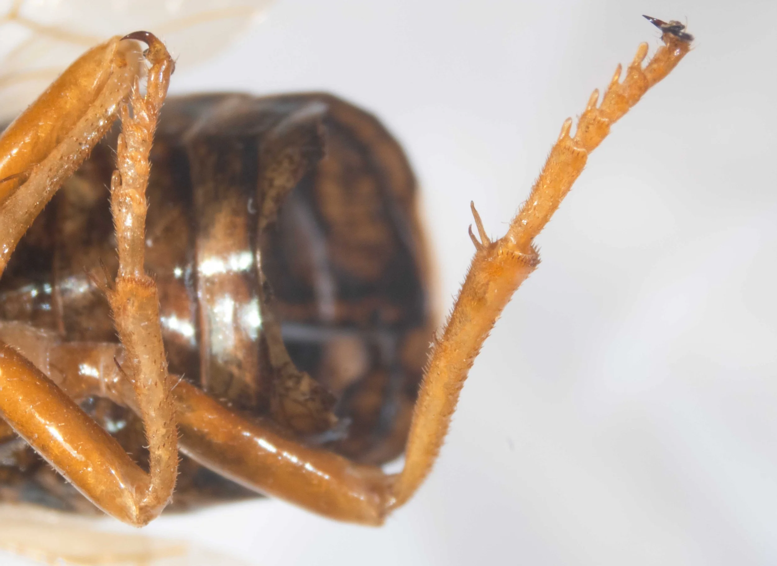  hind basitarsus longer than following 3 tarsal segments together  