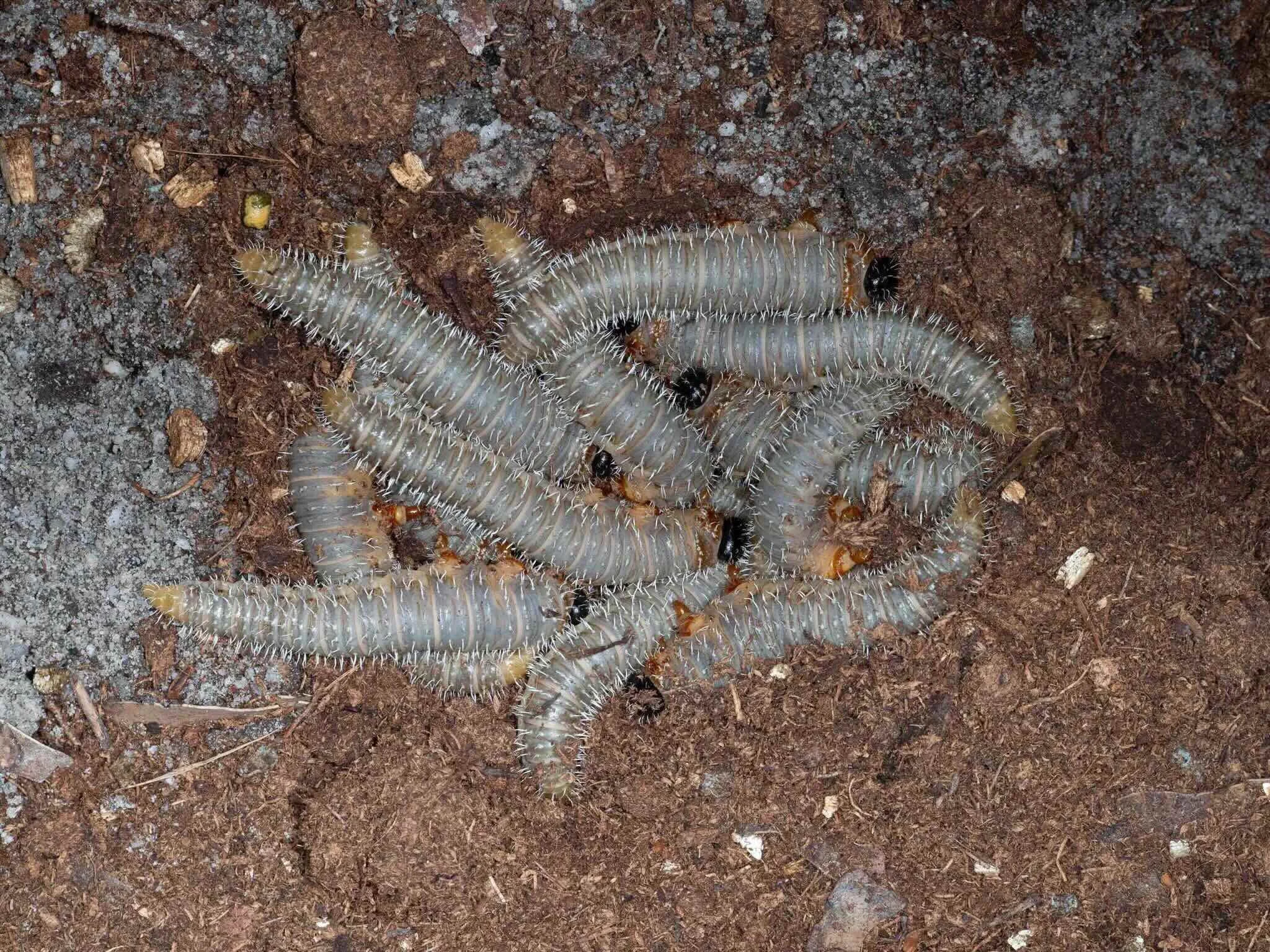 Rearing Perginae larvae