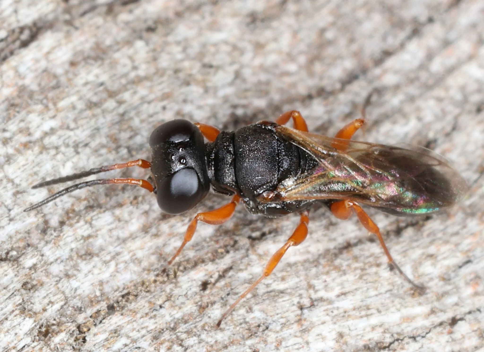 5 April, 2026 (Moonee Beach, NSW) (image: Lachlan Copeland) iNaturalist obs. 348195032