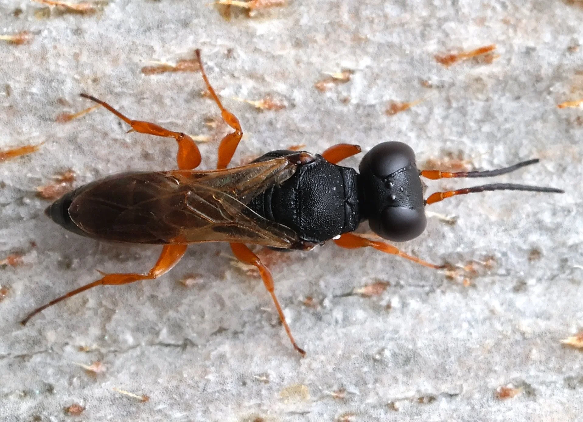 23 April, 2026 (Moonee Beach, NSW) (image: Lachlan Copeland) iNaturalist obs. 352188324