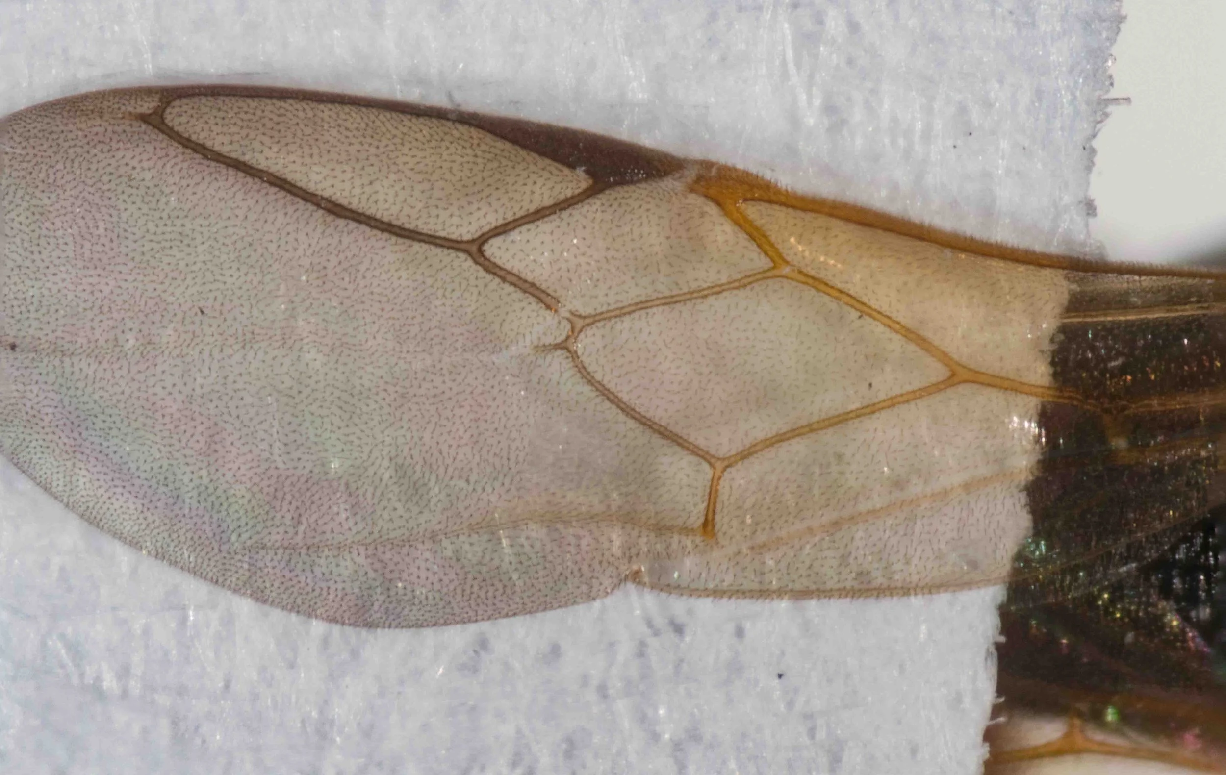 Nitela (kurandae) (Miscophini)