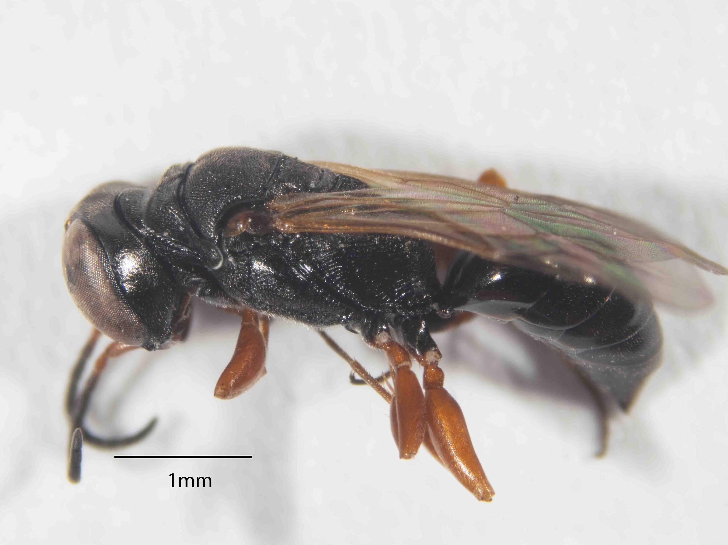 size
