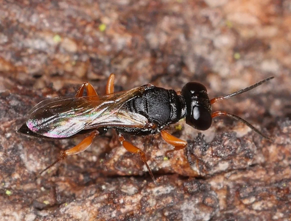 24 March 2026 (Moonee Beach, NSW) (image: Lachlan Copeland) iNaturalist obs. 344860577