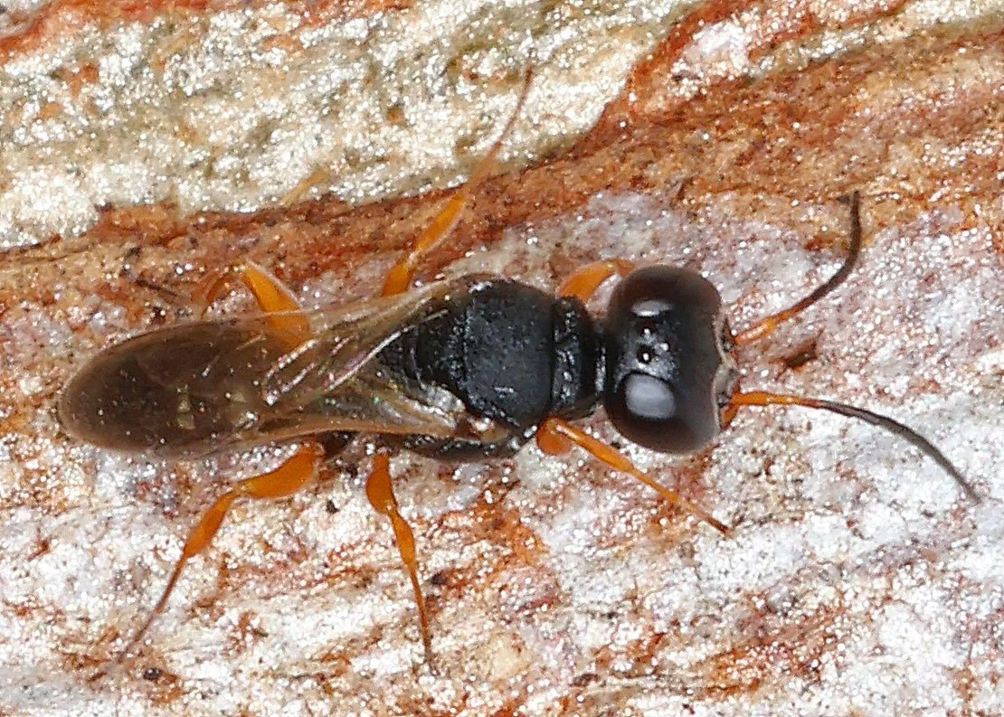 23 March 2026 (Moonee Beach, NSW) (image: Lachlan Copeland) iNaturalist obs. 344631766