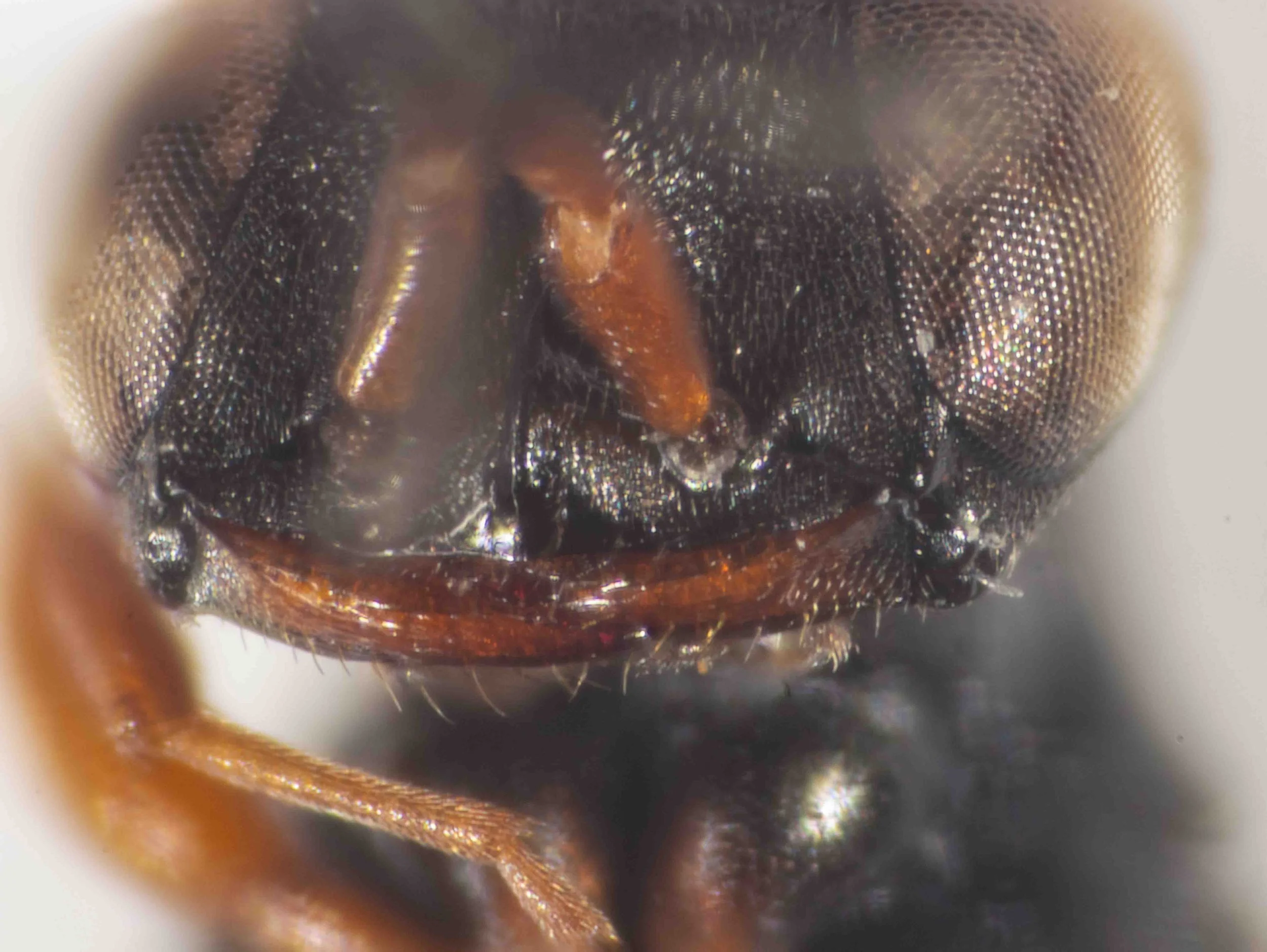 clypeus