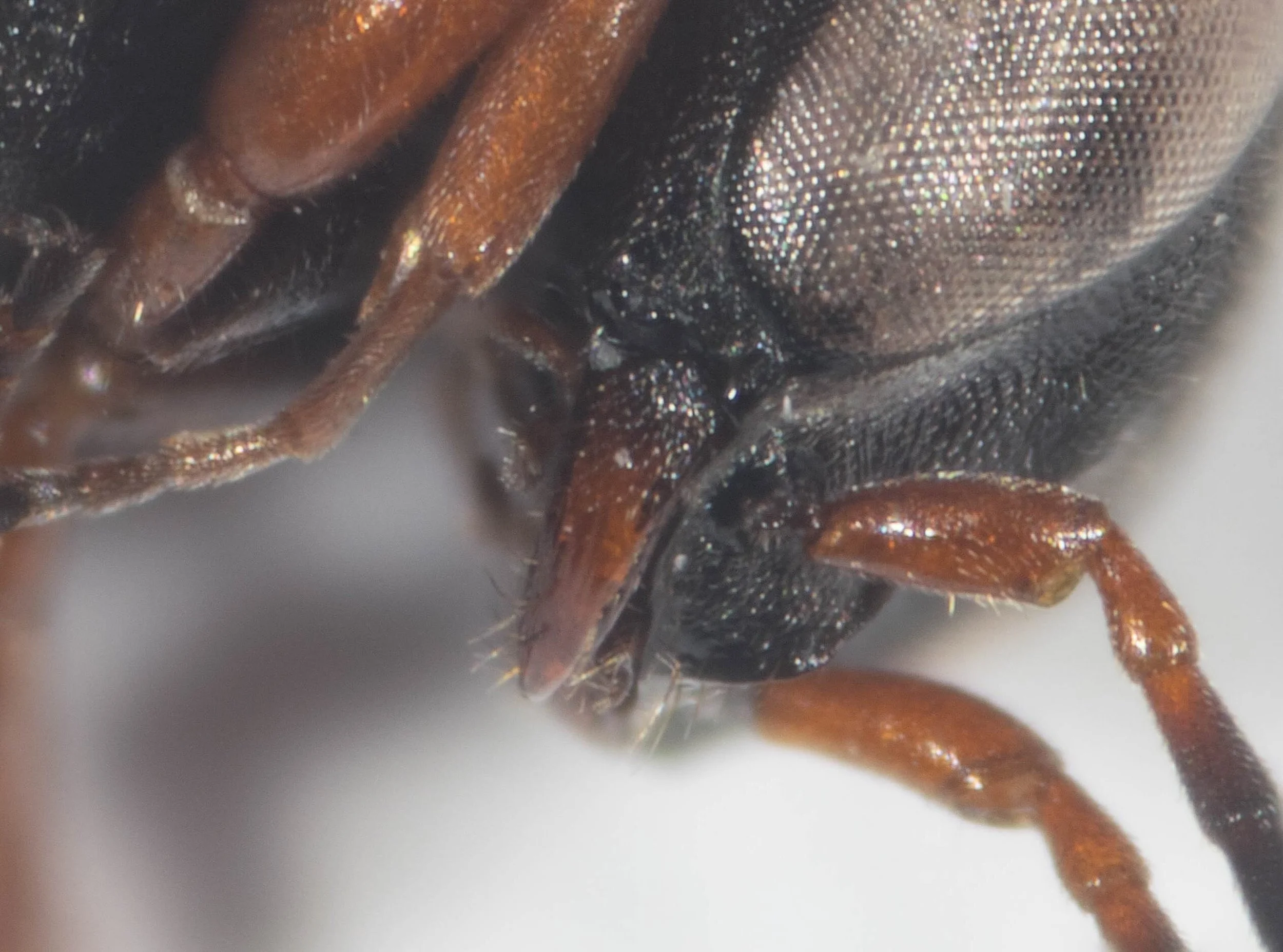 clypeus