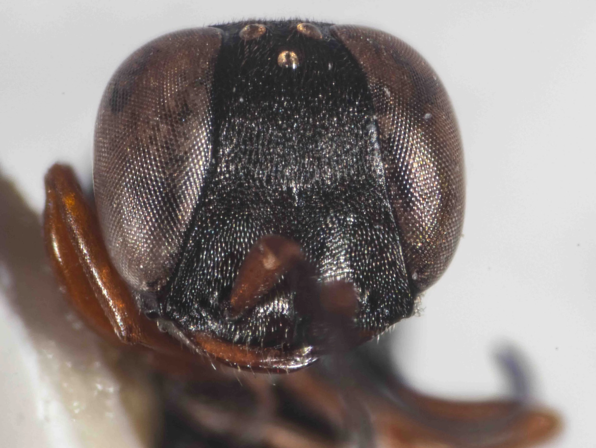 clypeus, frontal carina